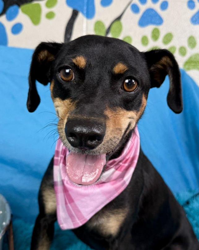 Glory - Tracy's favorite dog at the rescue! She has a warm up period. But it's worth it!