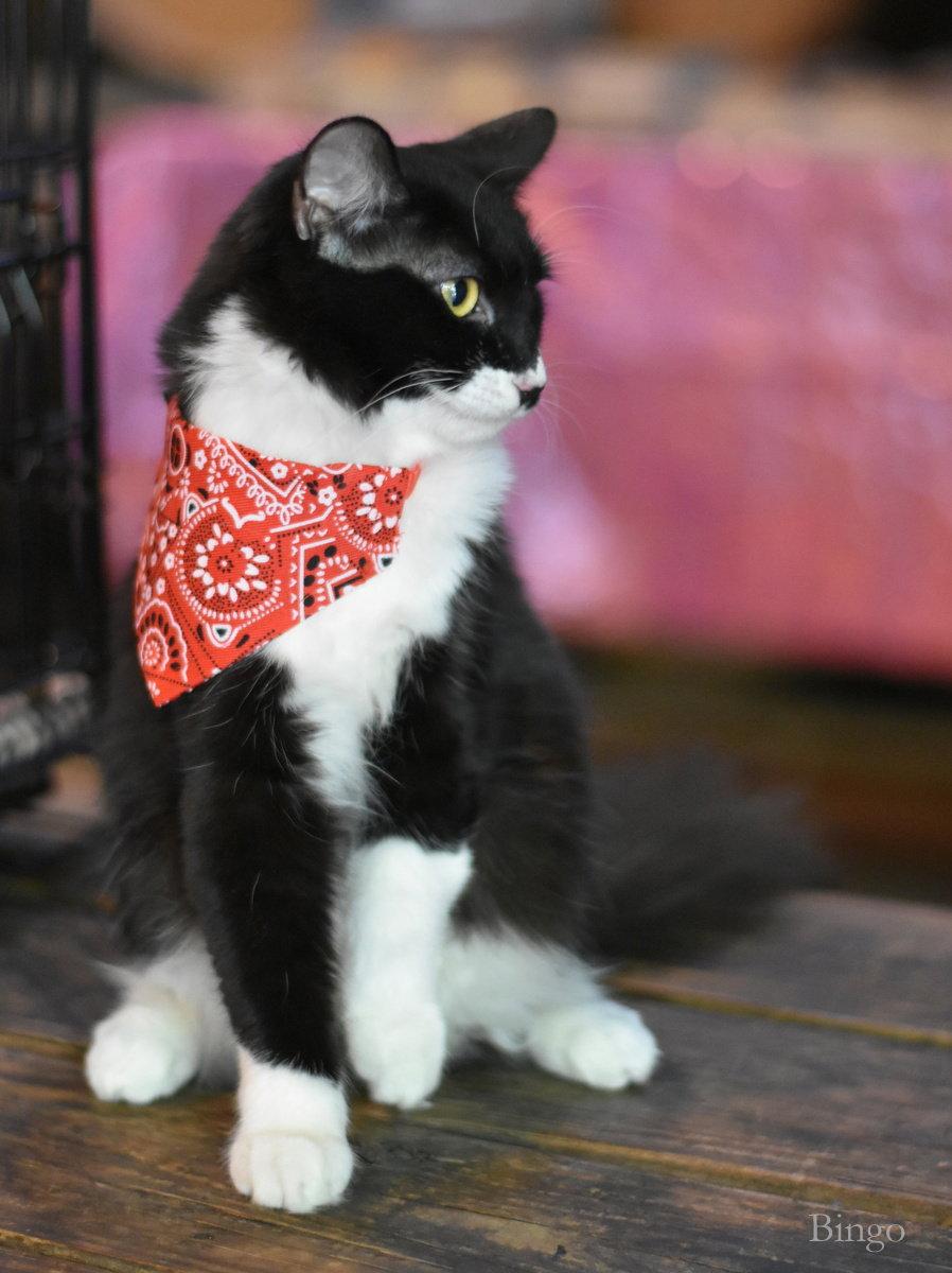 Bingo, Adoptable, Kitten Female Domestic Medium Hair.