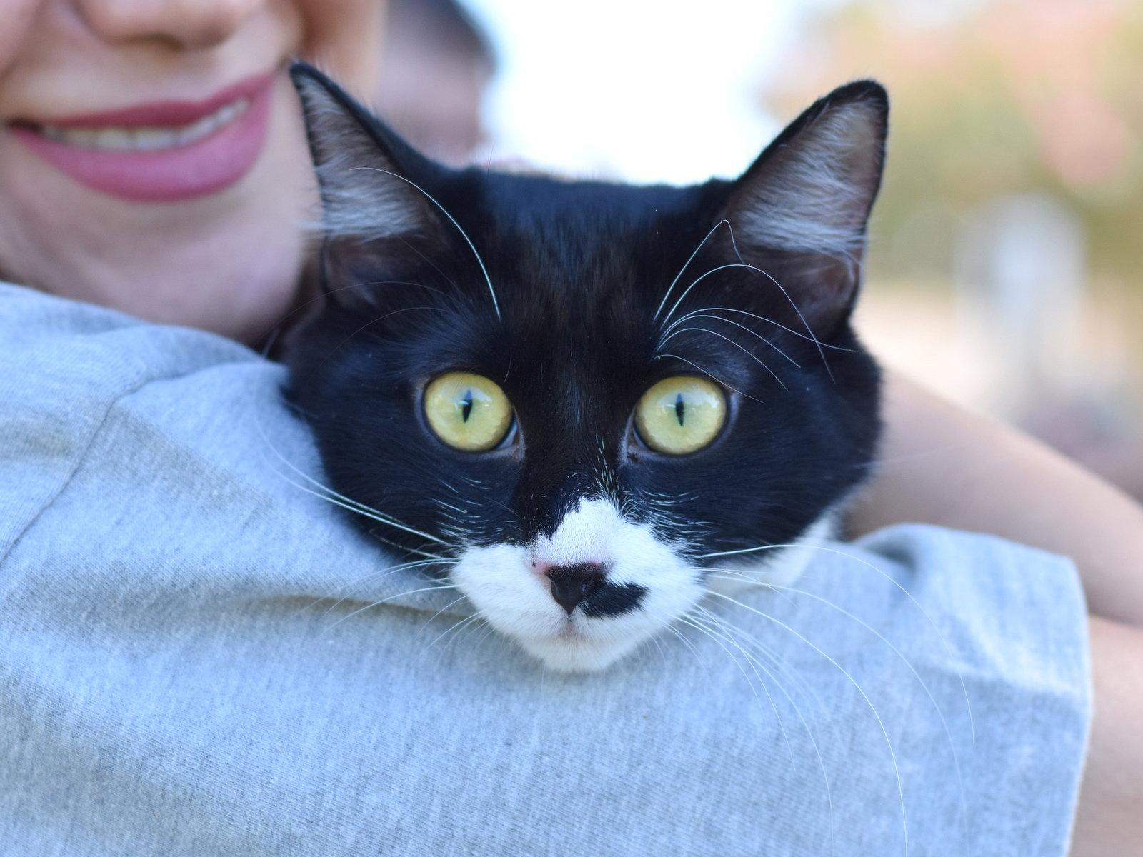Enlarge Bingo, a Adoptable Domestic Medium Hair in Montgomery, TX image 2/3