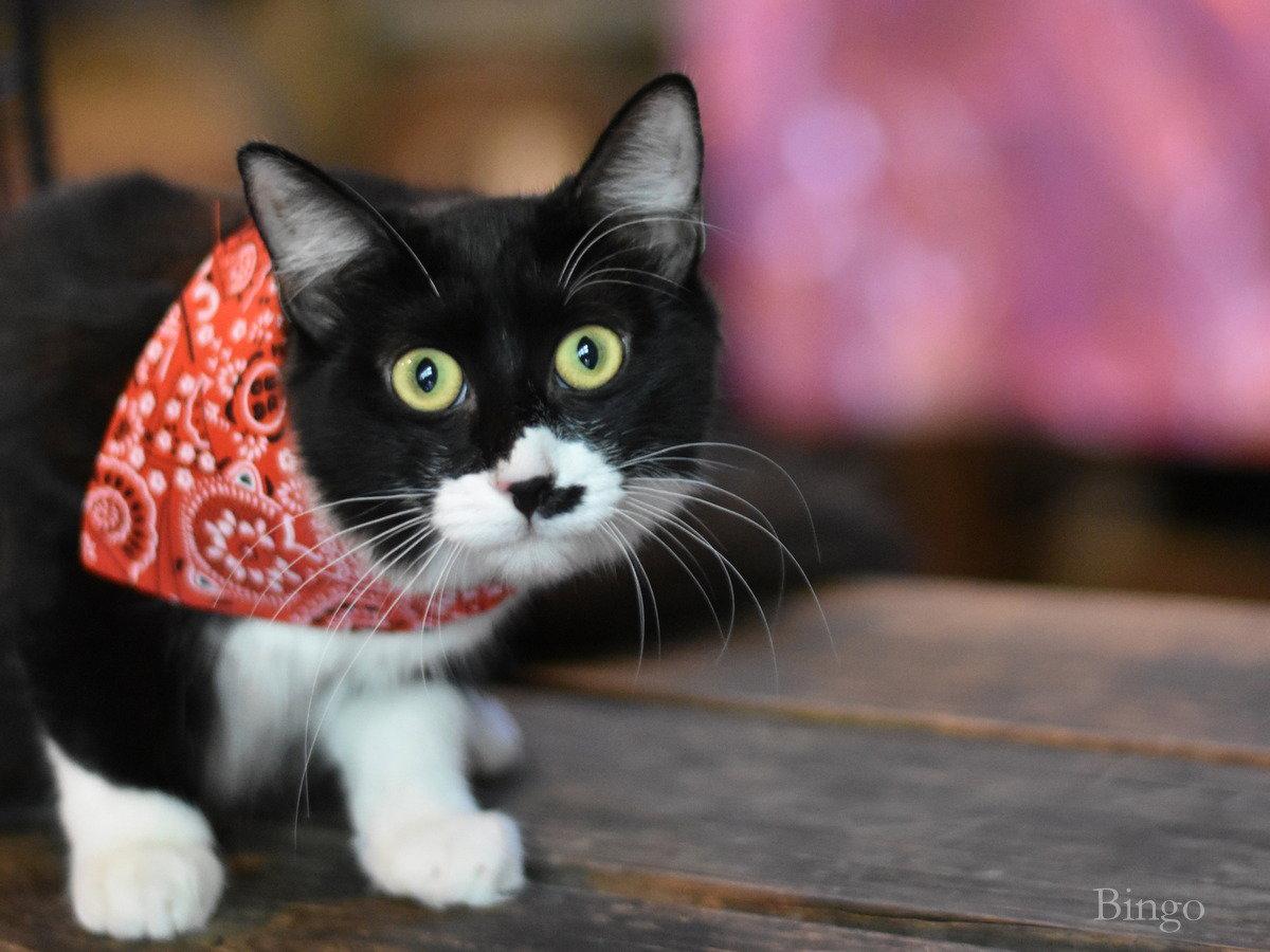 Enlarge Bingo, a Adoptable Domestic Medium Hair in Montgomery, TX image 3/3