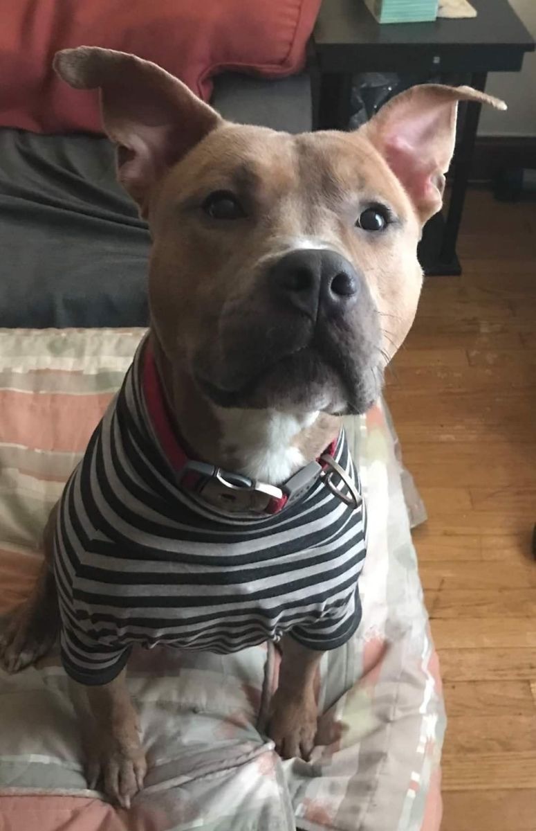 Paolo, Adoptable, Young Male American Staffordshire Terrier.