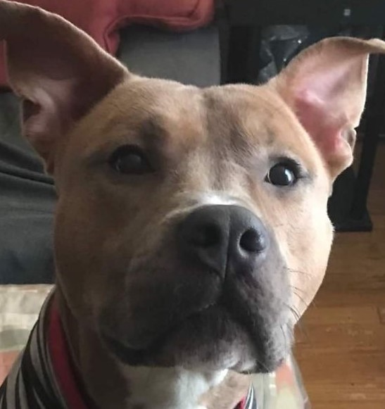 Paolo, a Adoptable mixed breed in Roselle, IL image 2/4