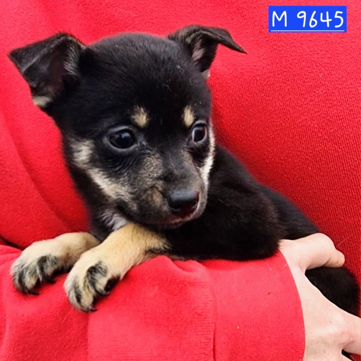 Asher, Adoptable, Puppy Male Pomeranian & Rat Terrier.