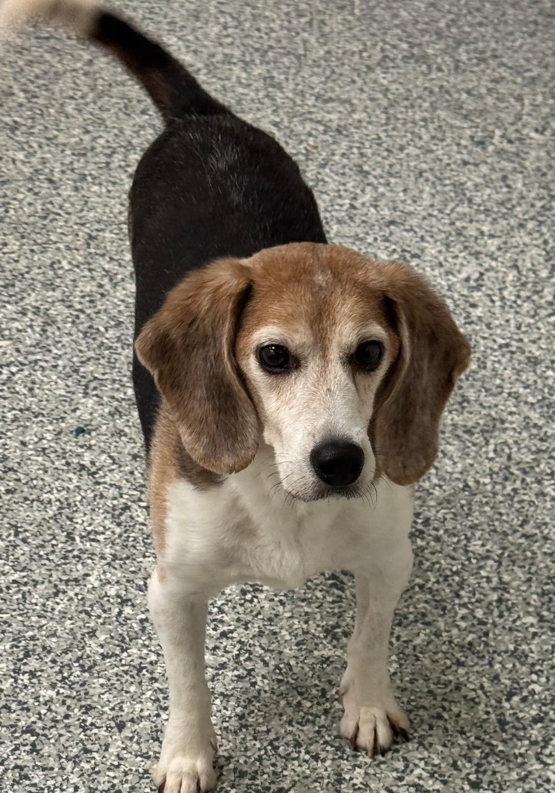 Honey  CTS2025, Adult Male unknown