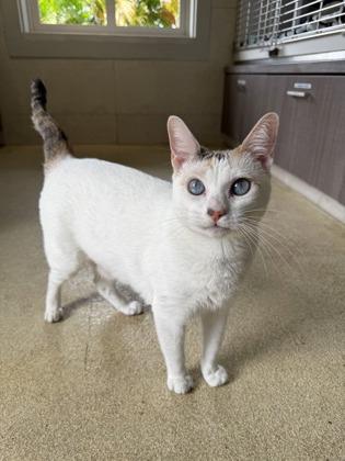 Marshmallow, Adoptable, Adult Female Domestic Short Hair & Domestic Short Hair.