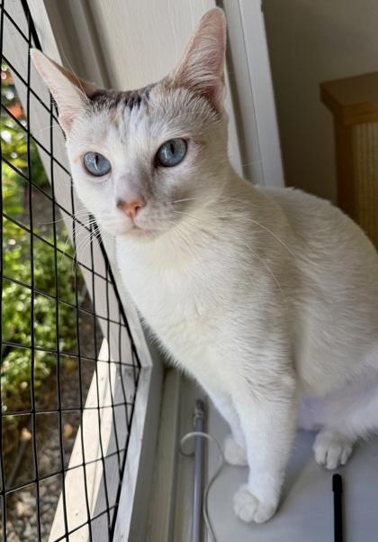 Enlarge Marshmallow, a Adoptable mixed breed in Honolulu, HI image 1/2