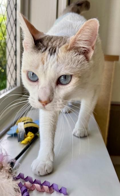 Enlarge Marshmallow, a Adoptable mixed breed in Honolulu, HI image 2/2