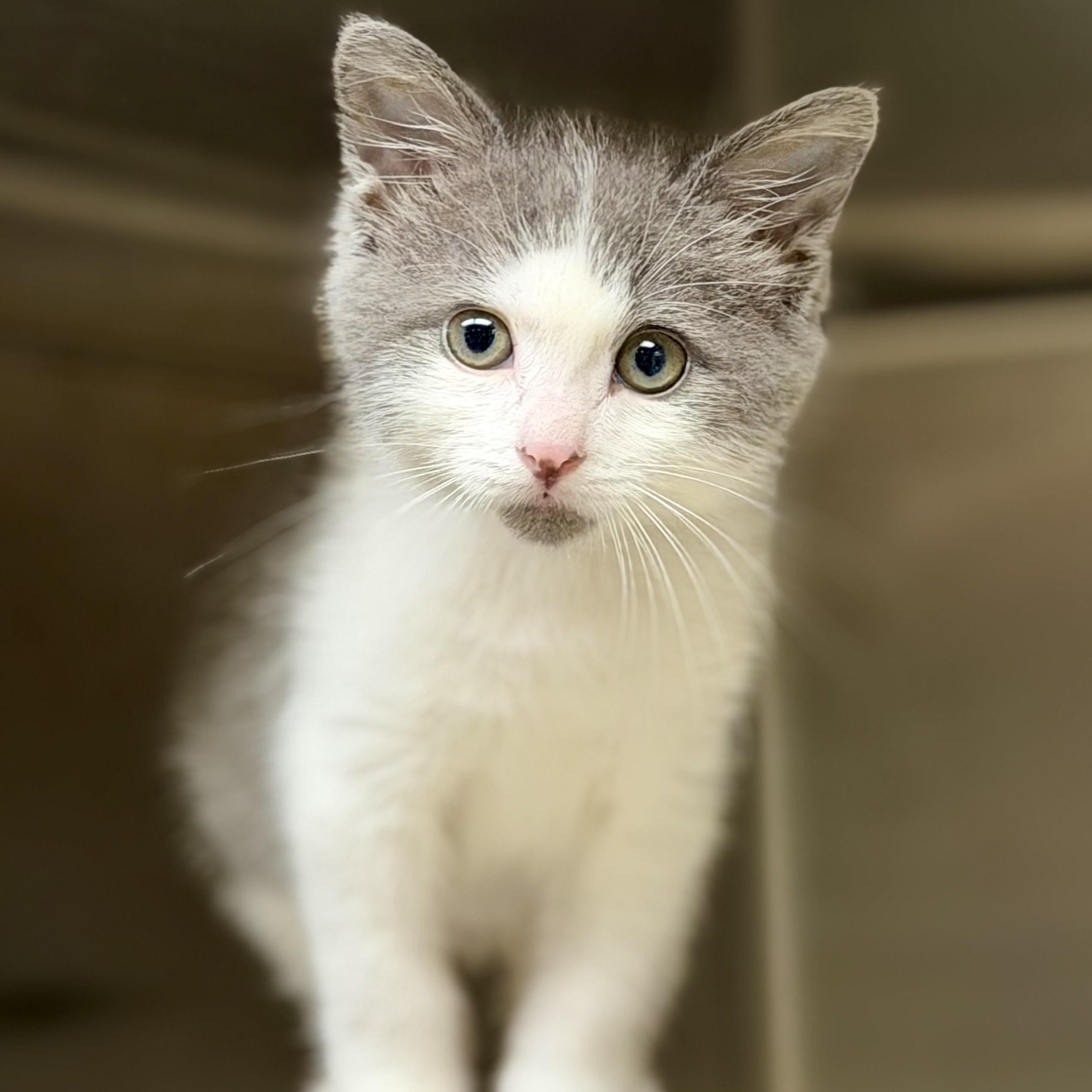 Traveler (aka Travi)- 51588, an adopted Domestic Short Hair in Columbia, MD image 6/6