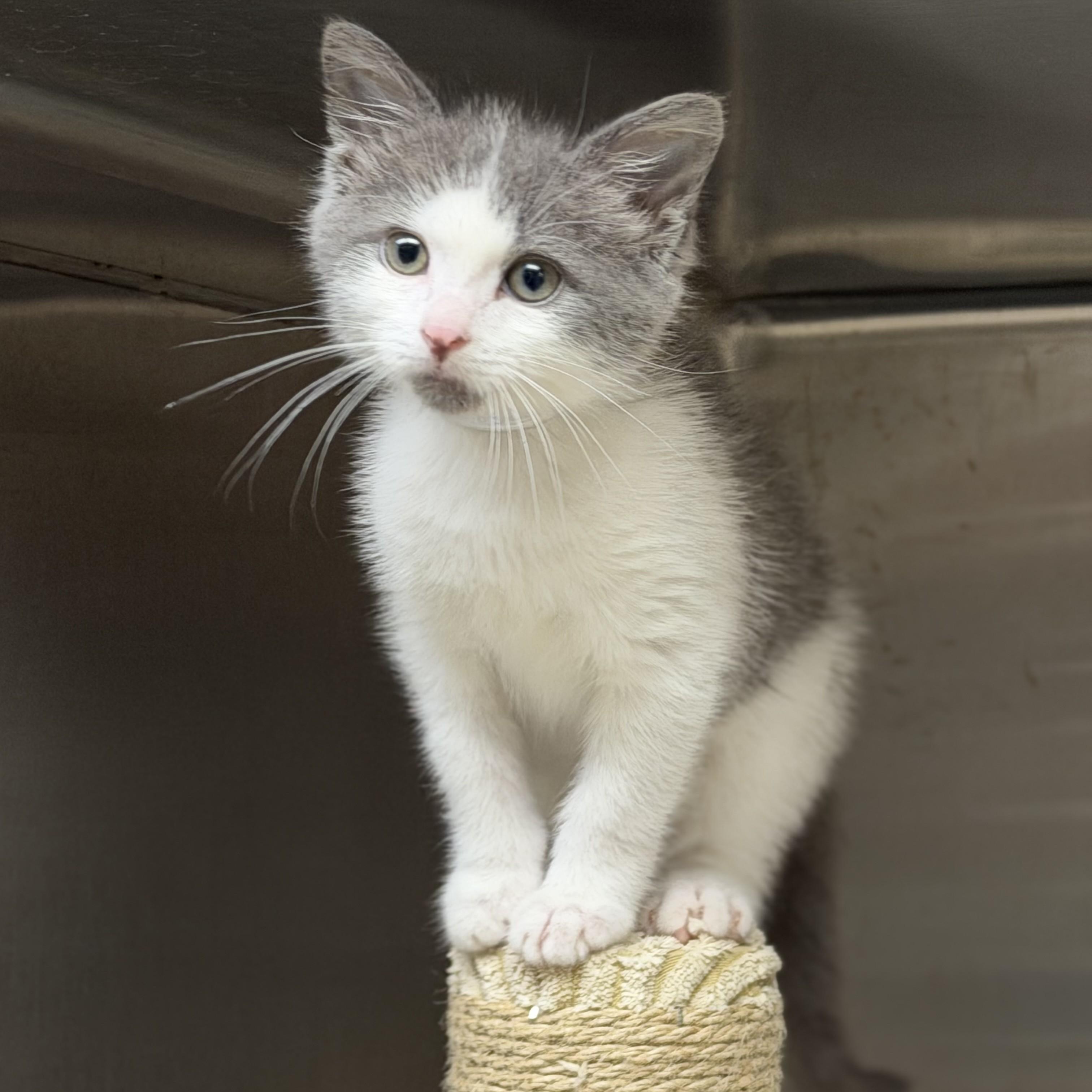 Traveler (aka Travi)- 51588, adopted, Kitten Male Domestic Short Hair.