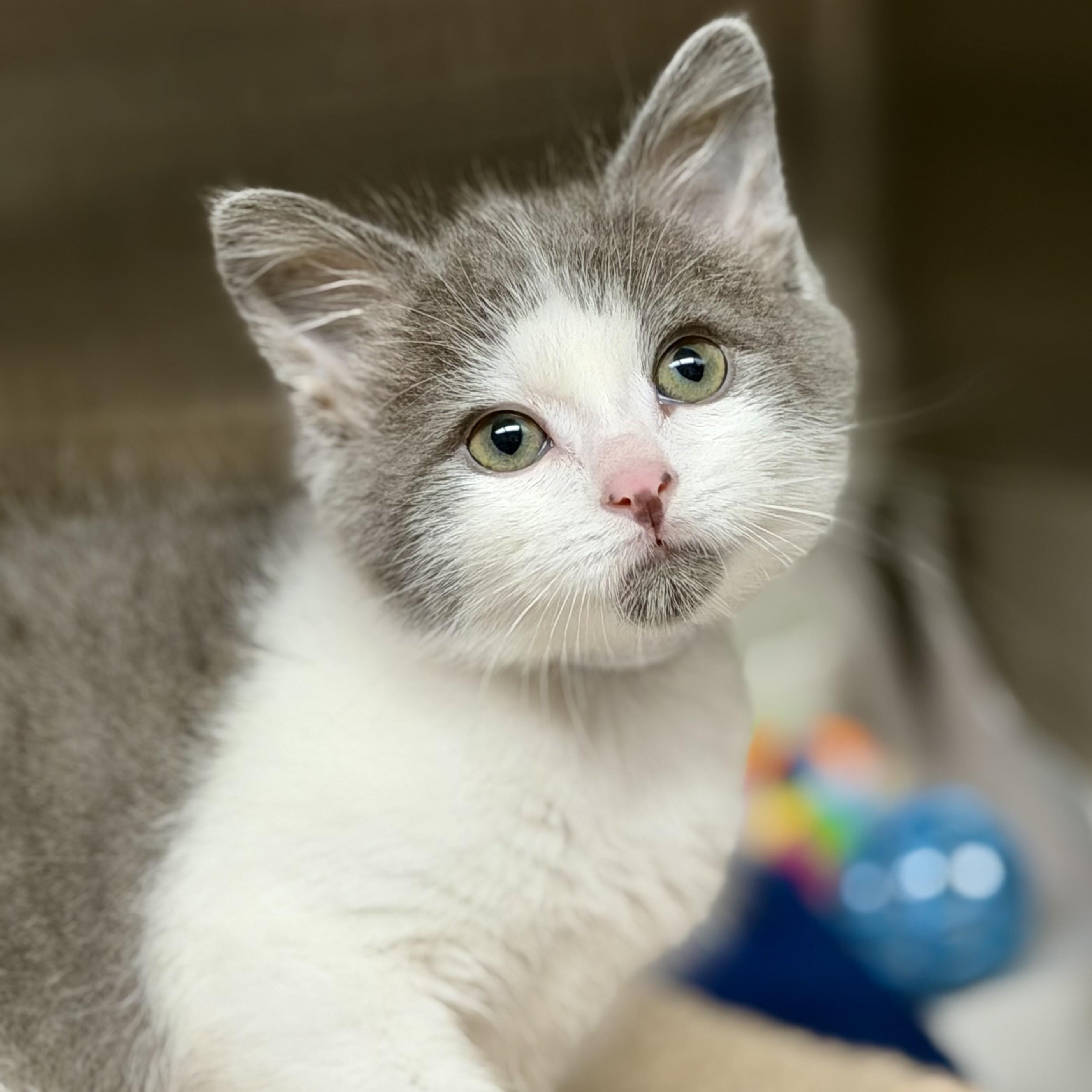Traveler (aka Travi)- 51588, an adopted Domestic Short Hair in Columbia, MD image 2/6