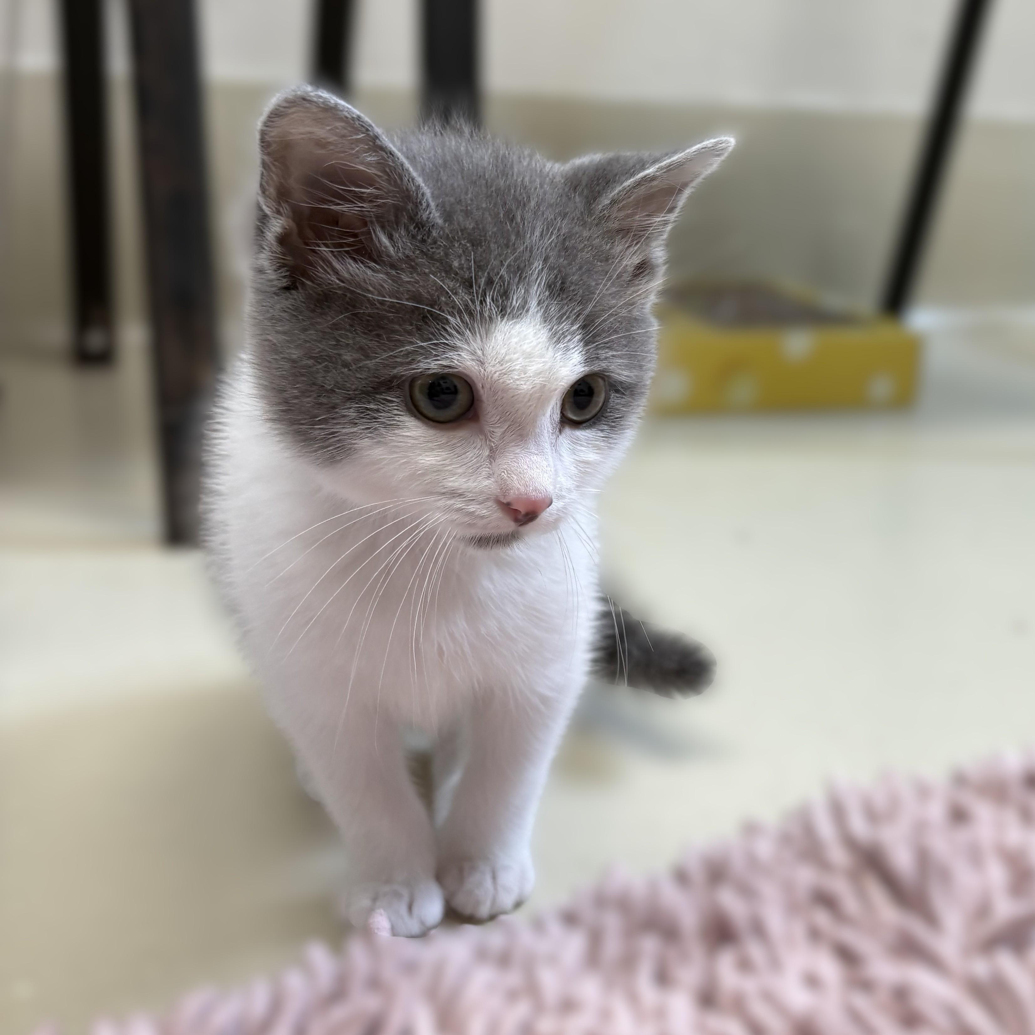 Traveler (aka Travi)- 51588, an adopted Domestic Short Hair in Columbia, MD image 3/6