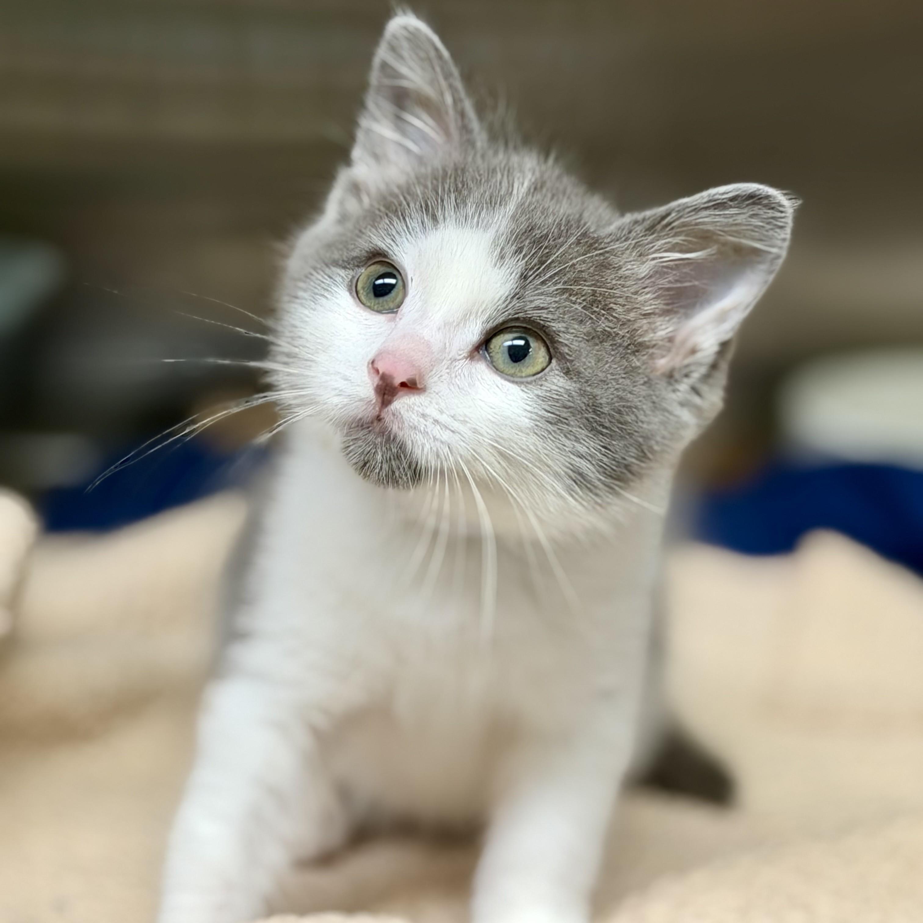 Traveler (aka Travi)- 51588, an adopted Domestic Short Hair in Columbia, MD image 4/6