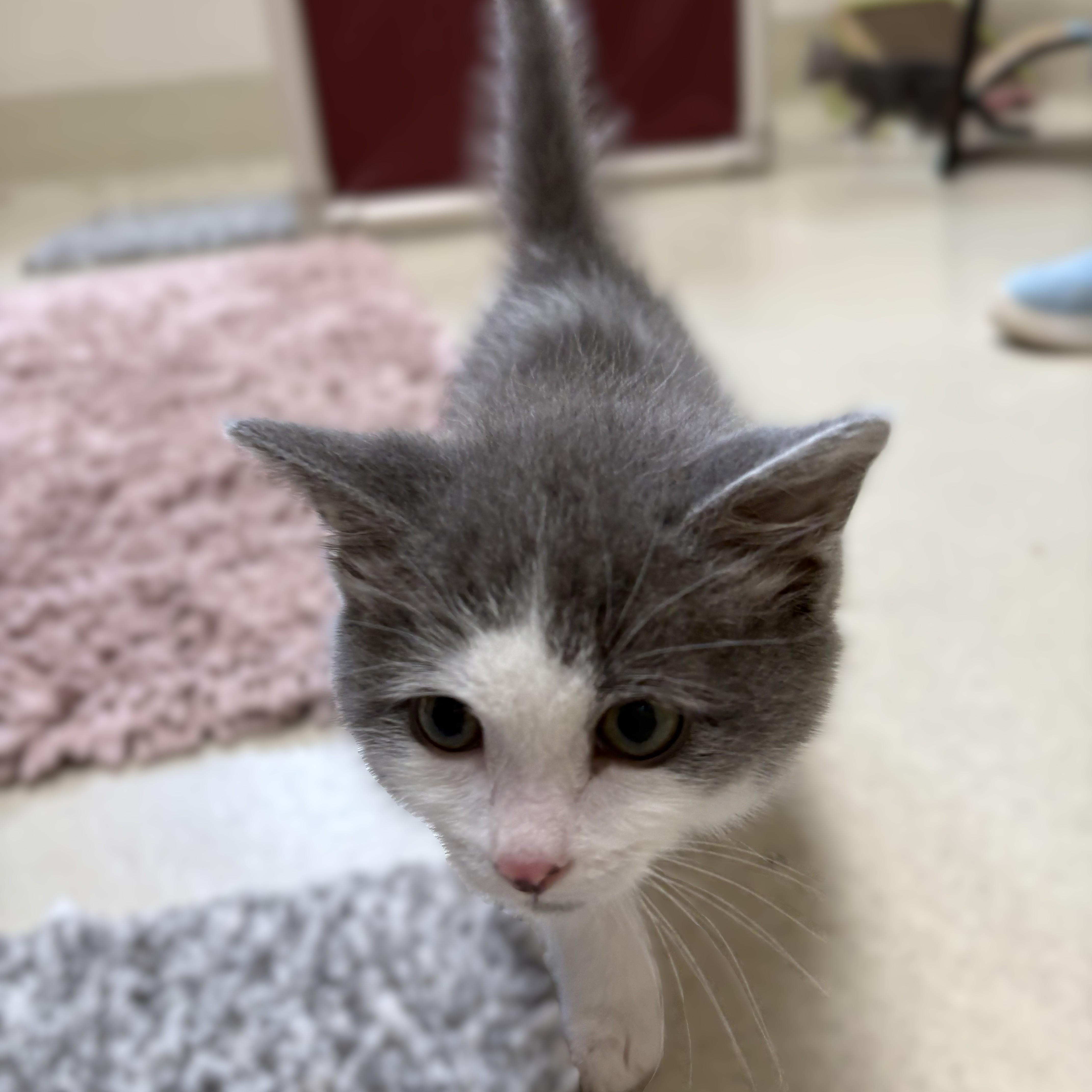 Traveler (aka Travi)- 51588, an adopted Domestic Short Hair in Columbia, MD image 5/6