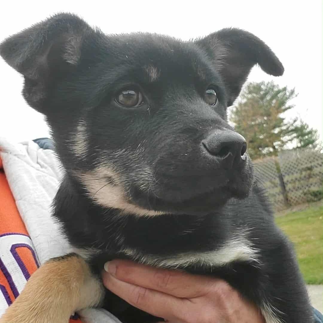 Brittany, ADOPTABLE, Puppy Female German Shepherd Dog.