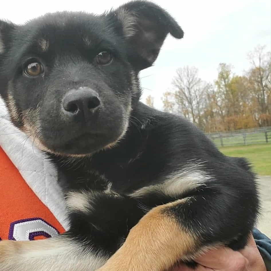 Enlarge Brittany, a ADOPTABLE mixed breed in Goshen, KY image 3/3