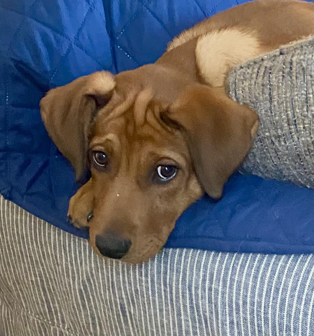 Enlarge COURTESY POST FOR WASA:  Rusty, a ADOPTABLE mixed breed in Westport, CT image 3/3