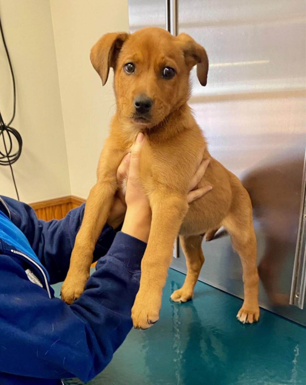 Enlarge COURTESY POST FOR WASA:  Rusty, a ADOPTABLE mixed breed in Westport, CT image 2/3