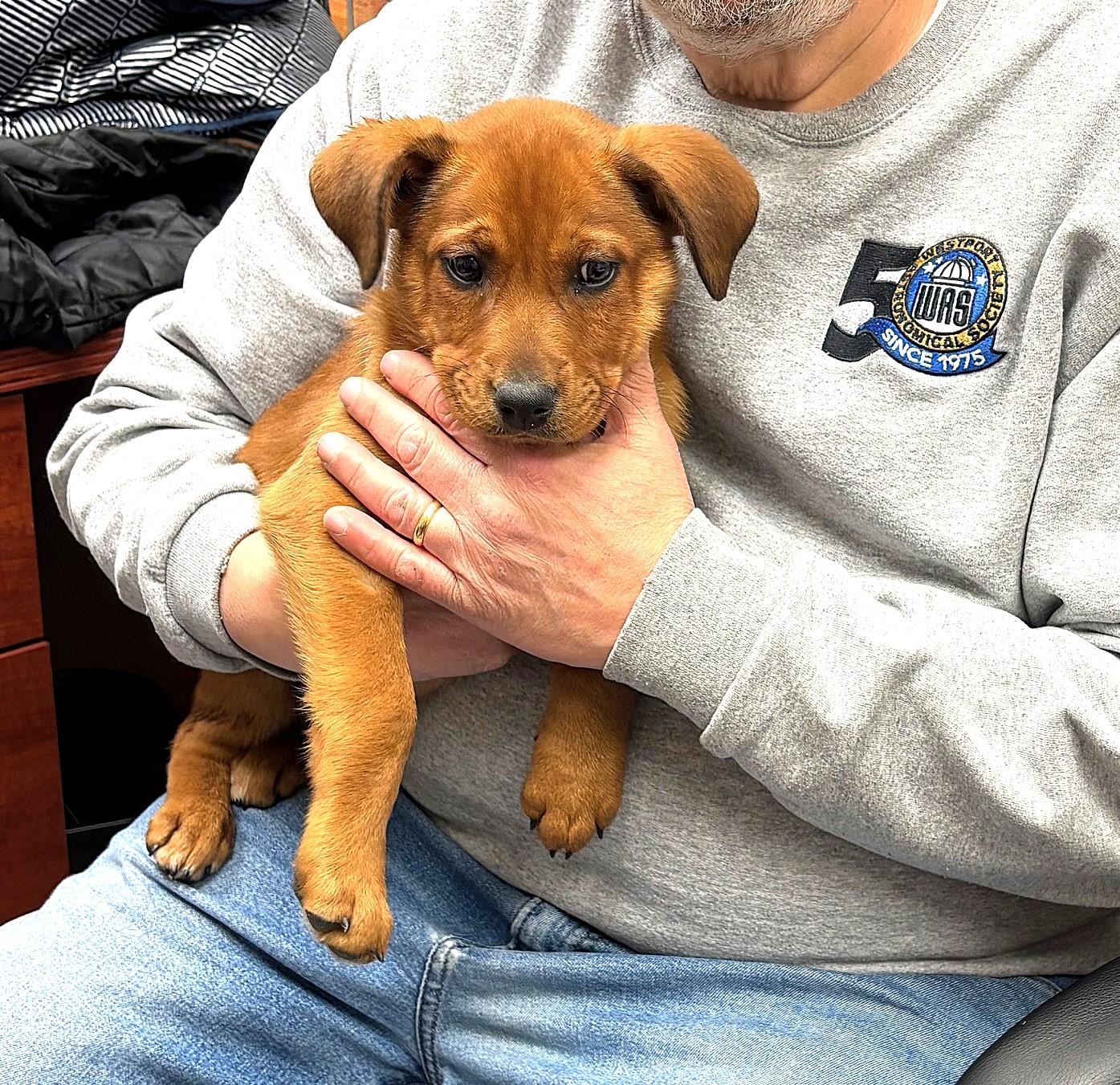 Enlarge COURTESY POST FOR WASA:  Rusty, a ADOPTABLE mixed breed in Westport, CT image 3/3