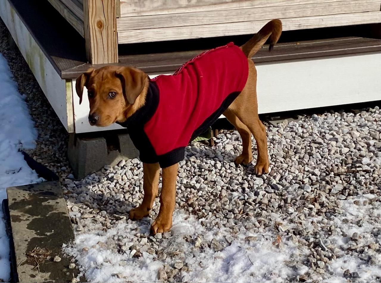 Enlarge COURTESY POST FOR WASA:  Rusty, a ADOPTABLE mixed breed in Westport, CT image 2/3