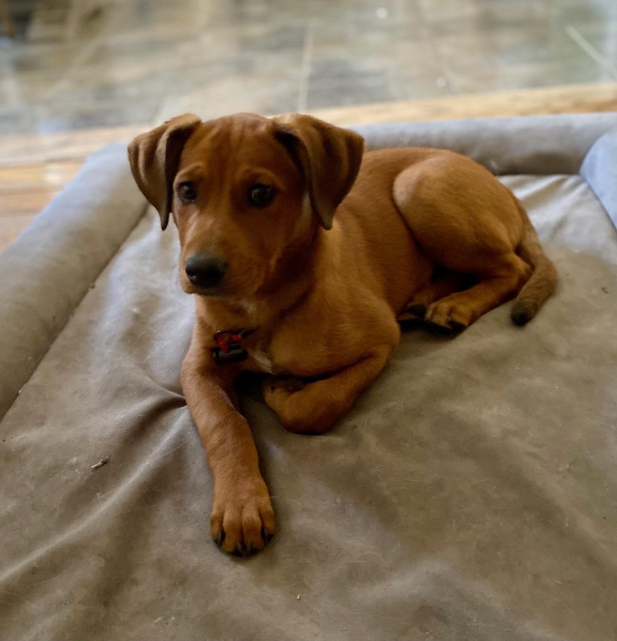 COURTESY POST FOR WASA: Rusty, ADOPTABLE, Puppy Male Collie & Yellow Labrador Retriever.