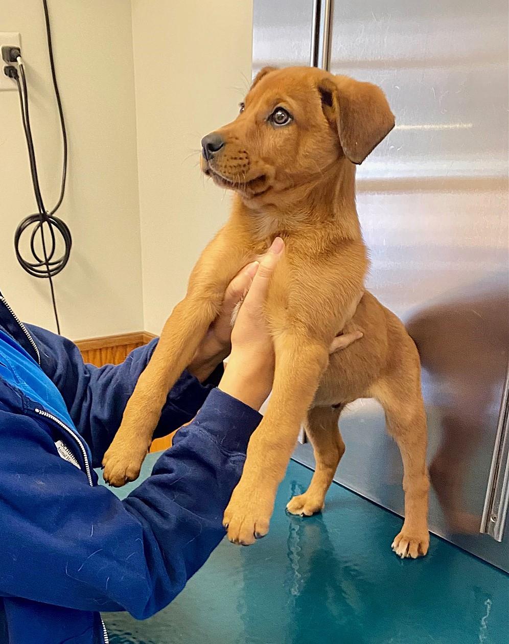 Enlarge COURTESY POST FOR WASA:  Rusty, a ADOPTABLE mixed breed in Westport, CT image 1/3