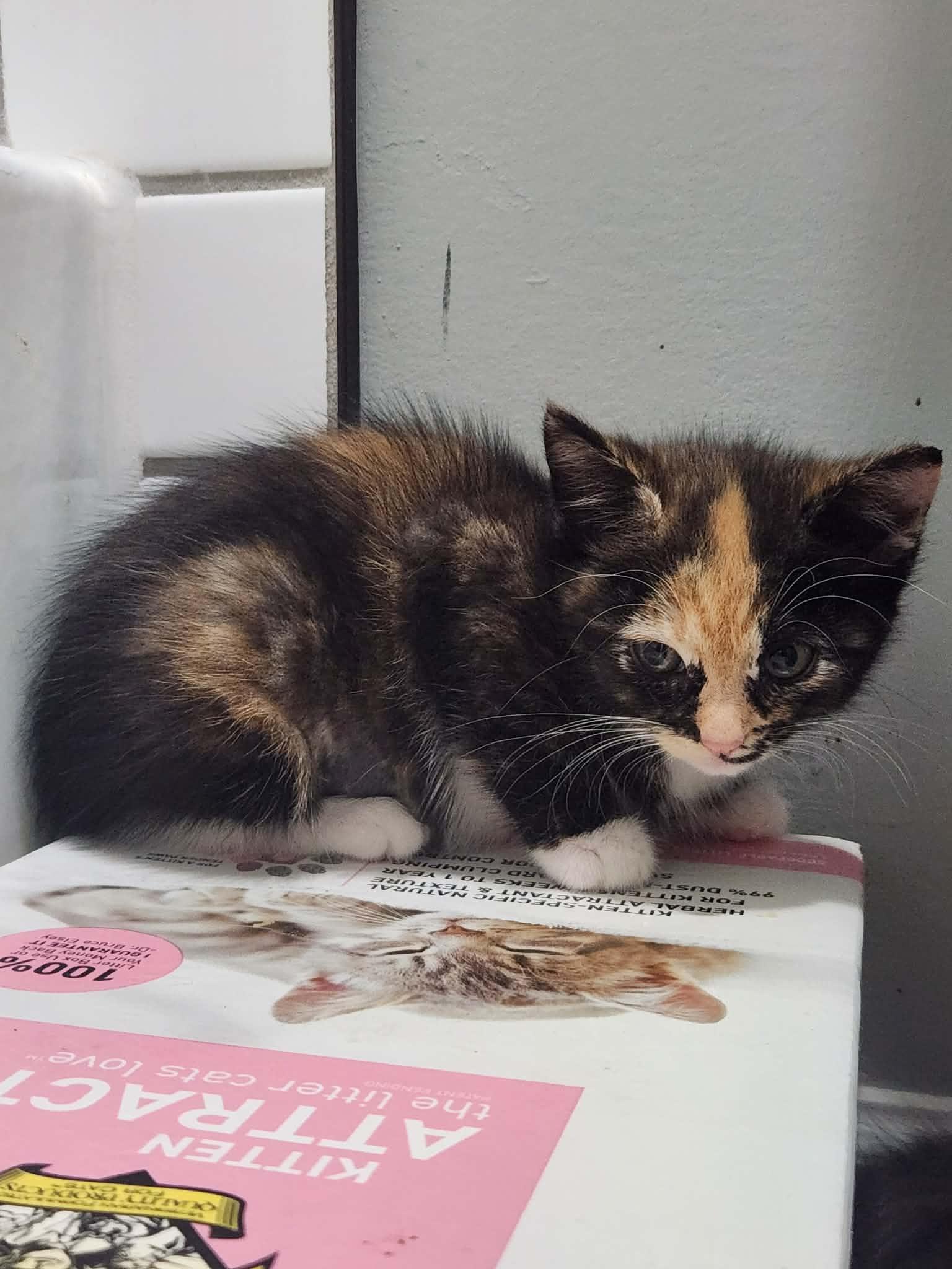 Enlarge Dumpling, a ADOPTABLE Calico in Charlotte, NC image 2/5