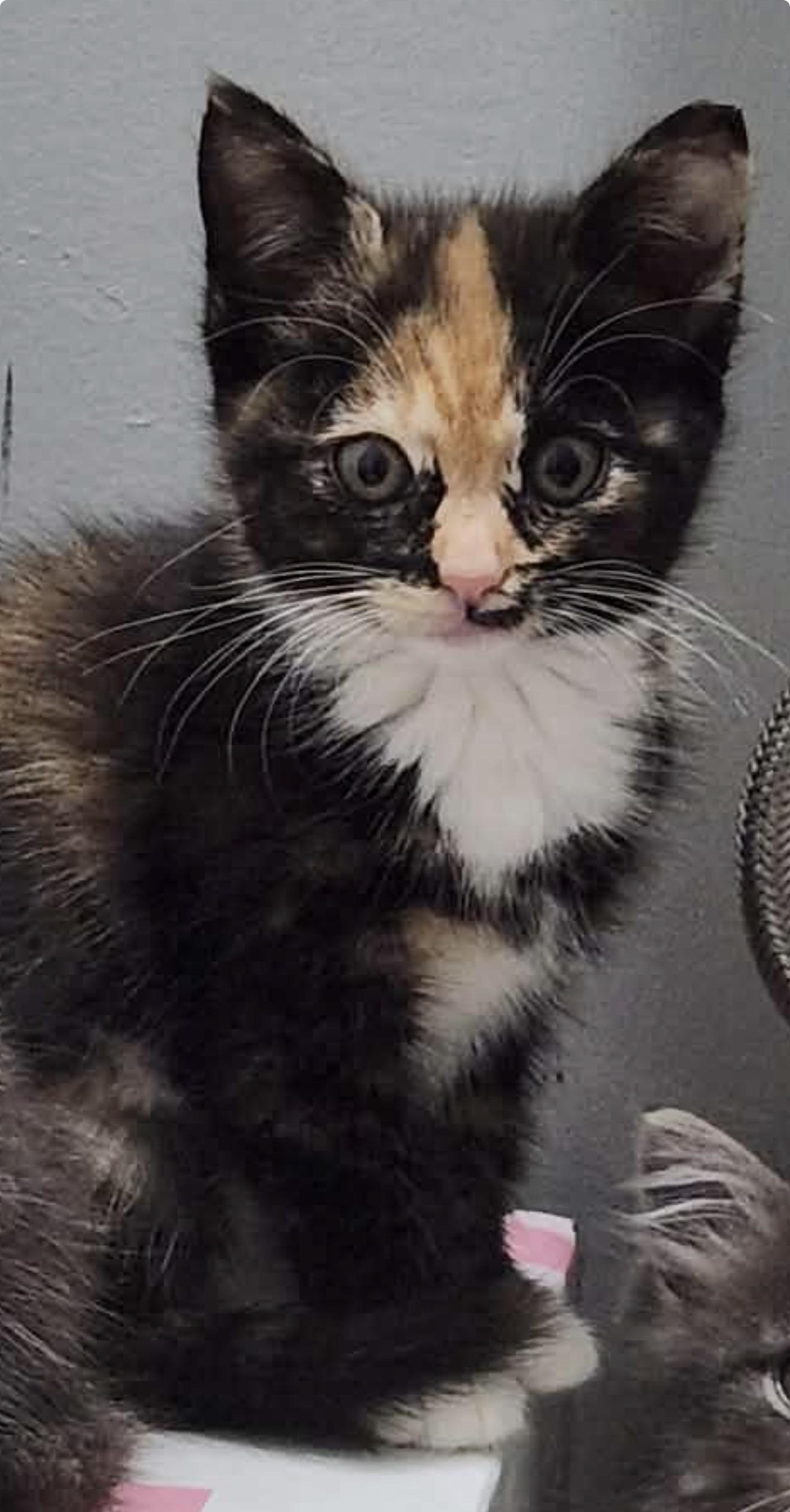 Enlarge Dumpling, a ADOPTABLE Calico in Charlotte, NC image 4/5