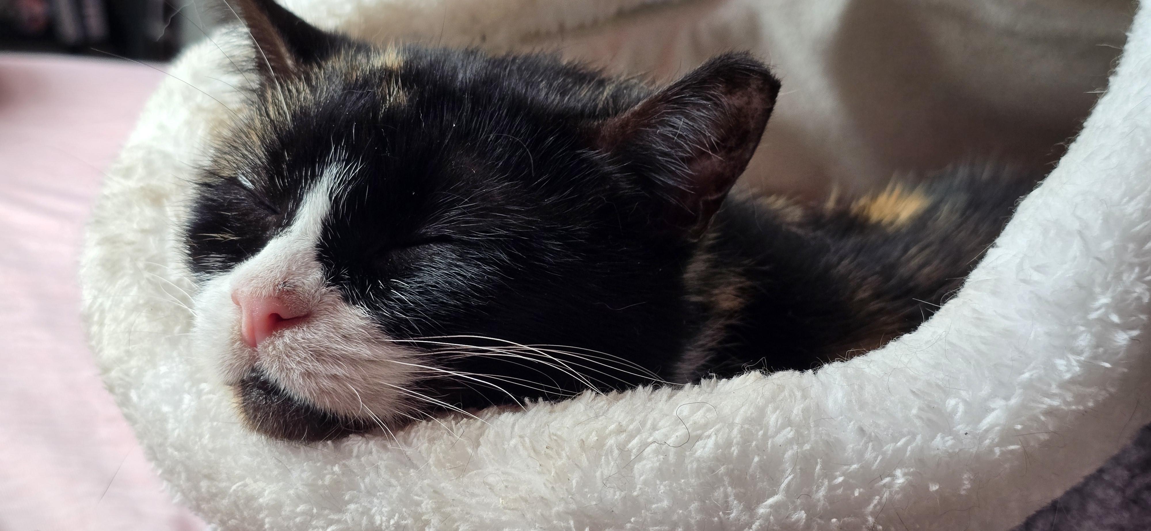 Ruby, a Adoptable Domestic Short Hair in Pittsburgh, PA image 5/5