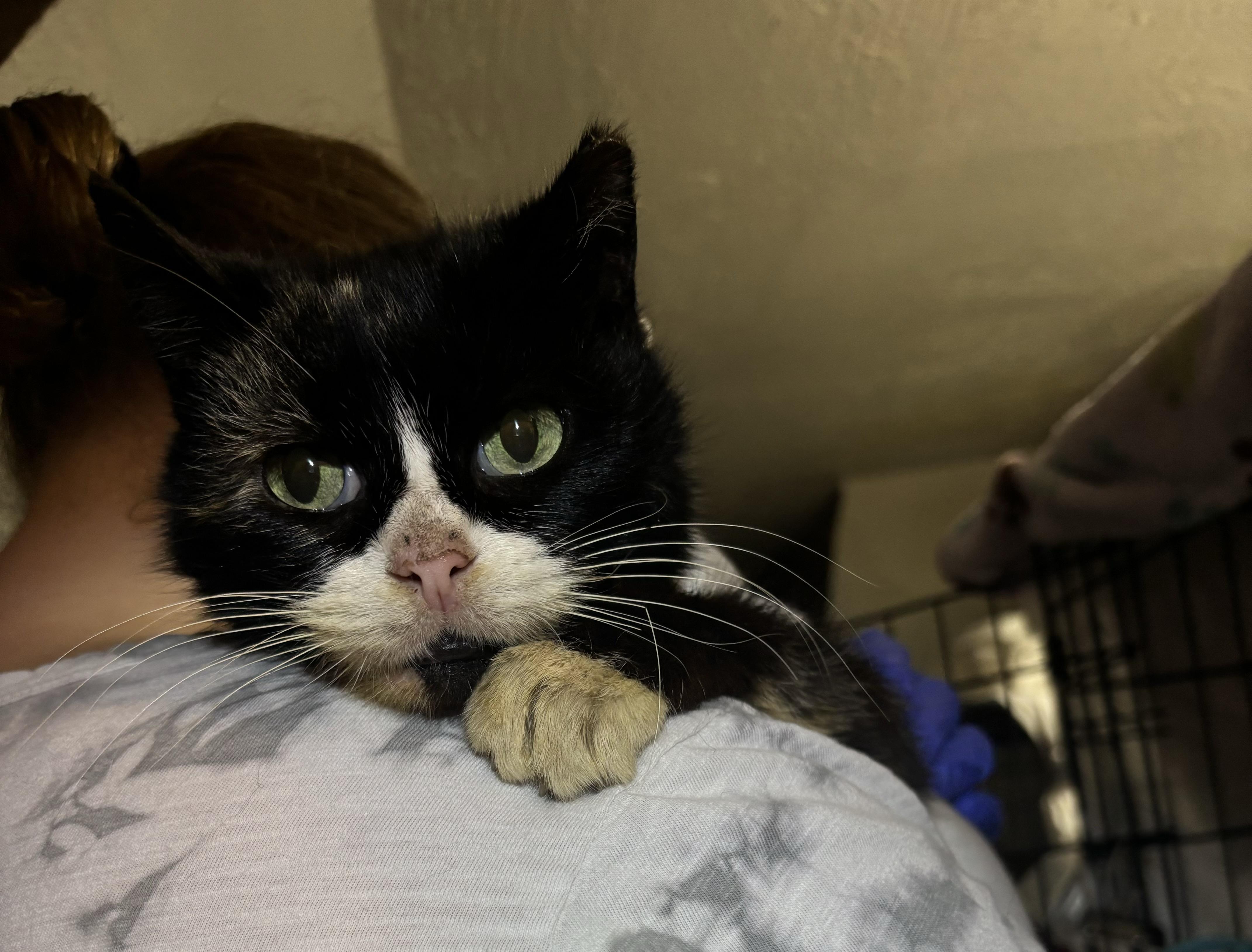 Ruby, a Adoptable Domestic Short Hair in Pittsburgh, PA image 2/5