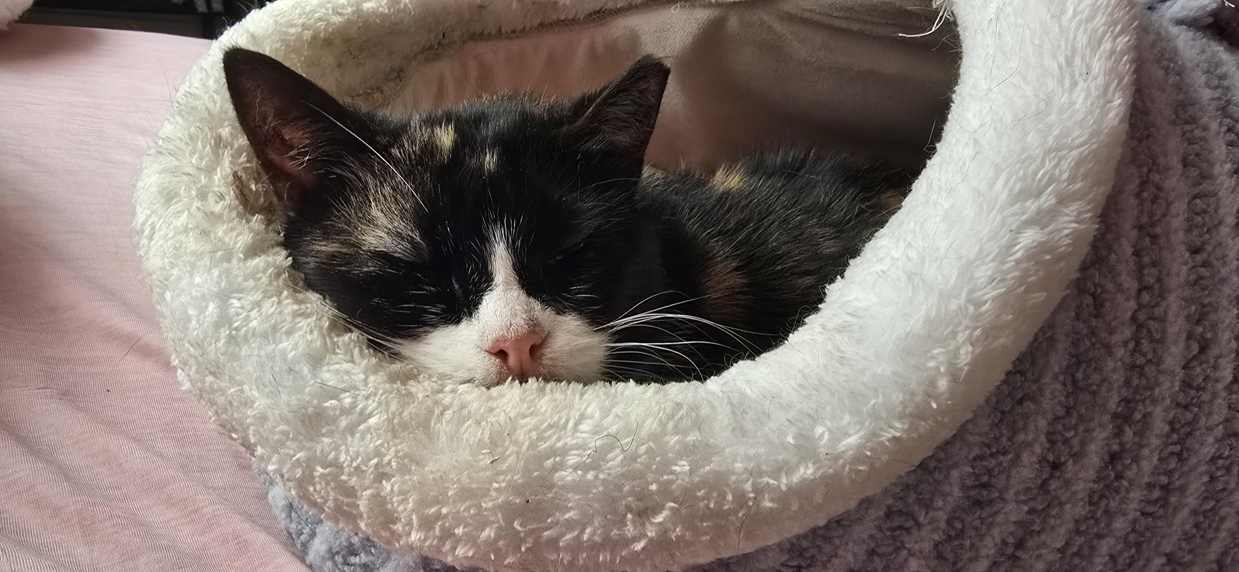 Ruby, a Adoptable Domestic Short Hair in Pittsburgh, PA image 1/5