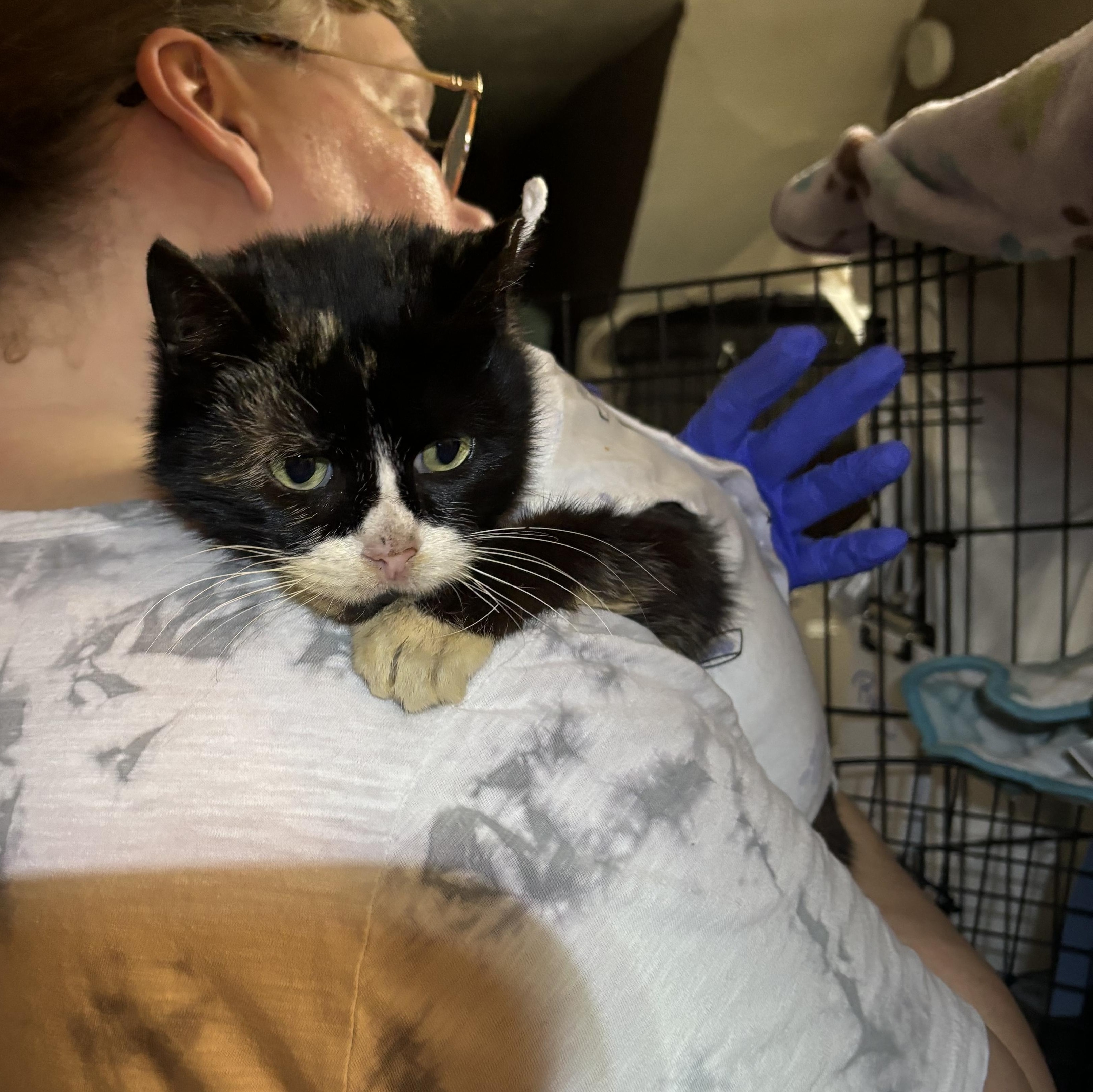 Ruby, a Adoptable Domestic Short Hair in Pittsburgh, PA image 4/5