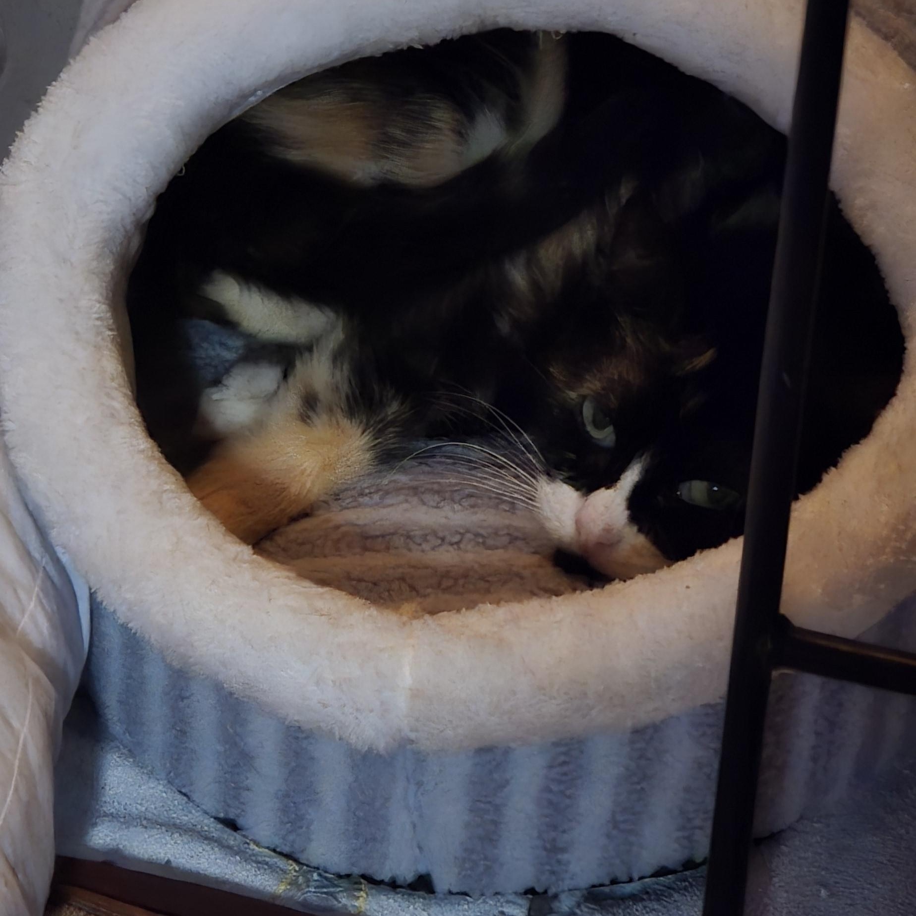 Ruby, a Adoptable Domestic Short Hair in Pittsburgh, PA image 3/5