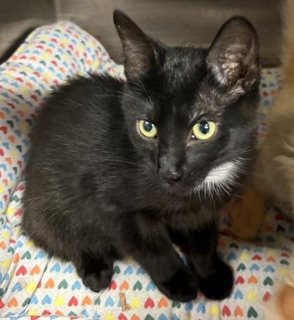Plum, Adoptable, Kitten Male Domestic Medium Hair.