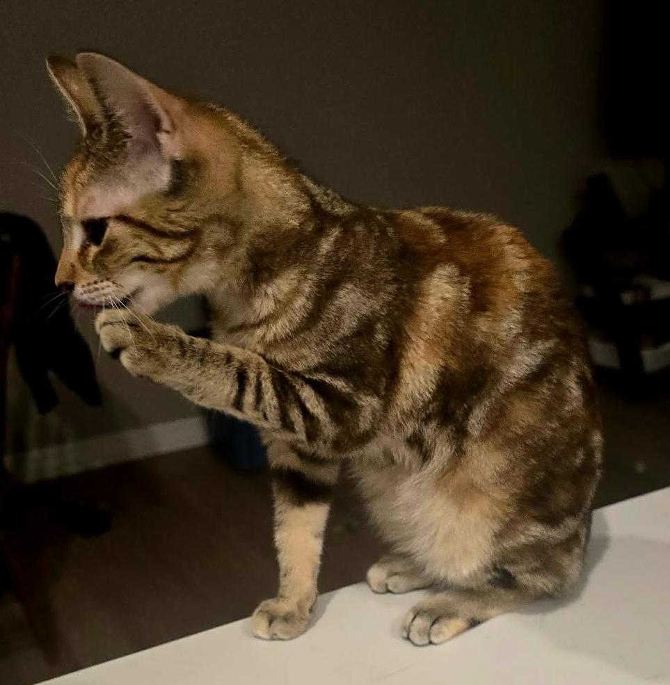 Enlarge CHARLIZE, an adopted Domestic Short Hair in Tillsonburg, ON image 6/6