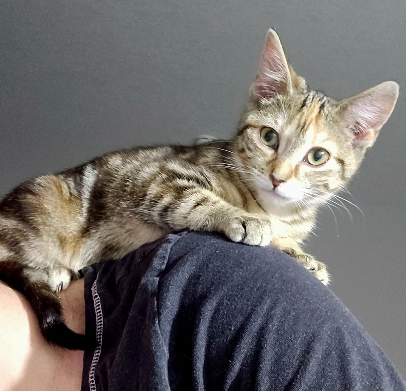 Enlarge CHARLIZE, an adopted Domestic Short Hair in Tillsonburg, ON image 3/6