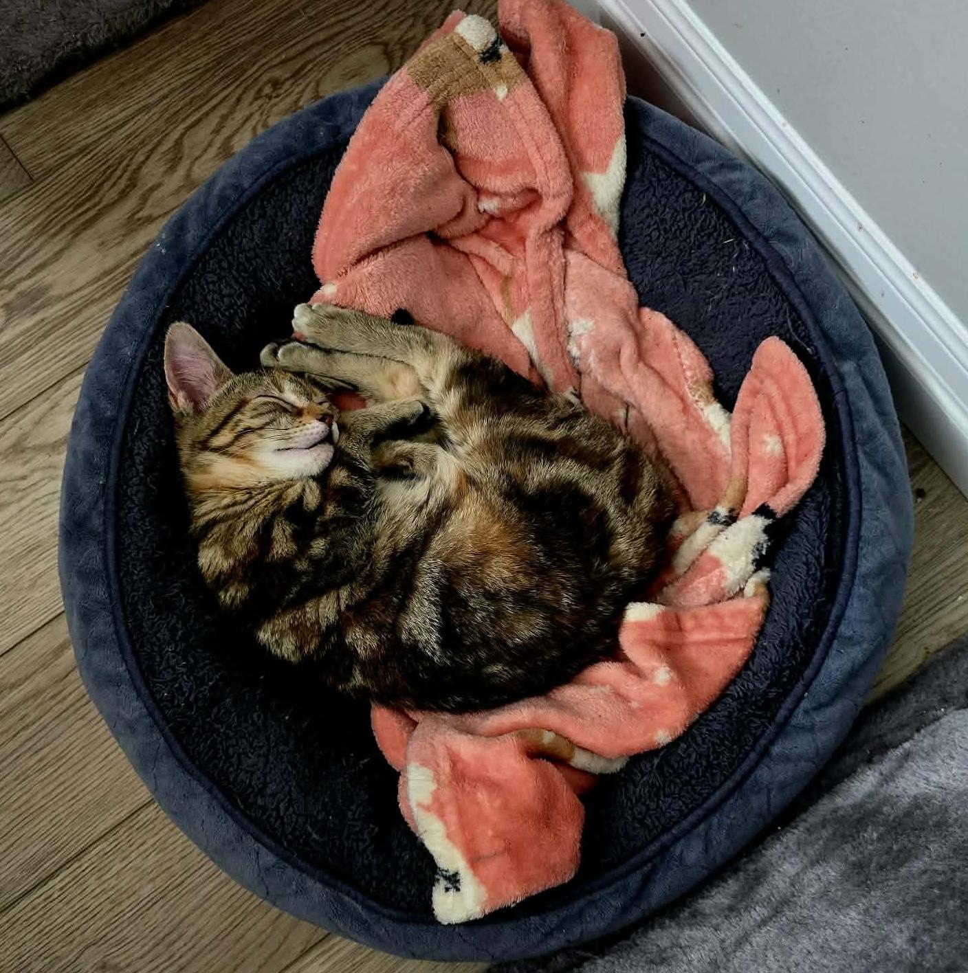 Enlarge CHARLIZE, an adopted Domestic Short Hair in Tillsonburg, ON image 5/6