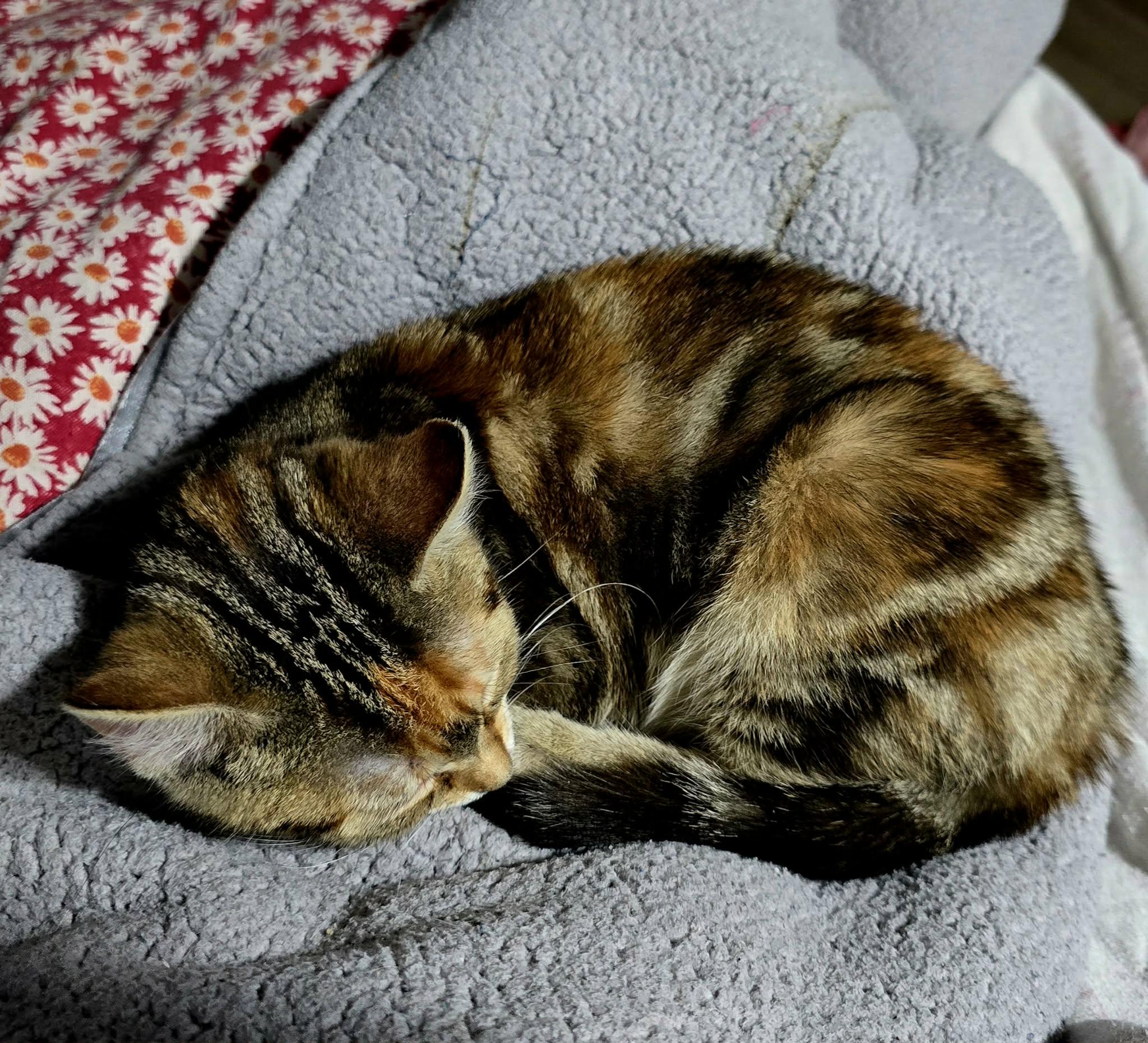 Enlarge CHARLIZE, an adopted Domestic Short Hair in Tillsonburg, ON image 4/6