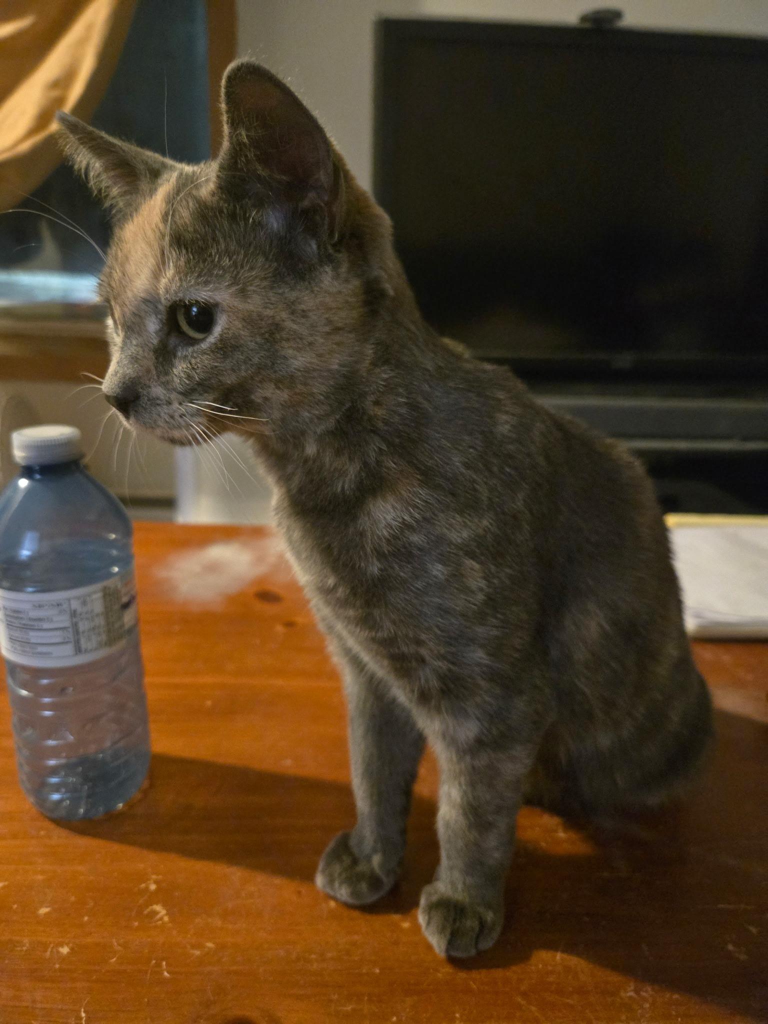 Enlarge CHARLIZE, an adopted Domestic Short Hair in Tillsonburg, ON image 2/6