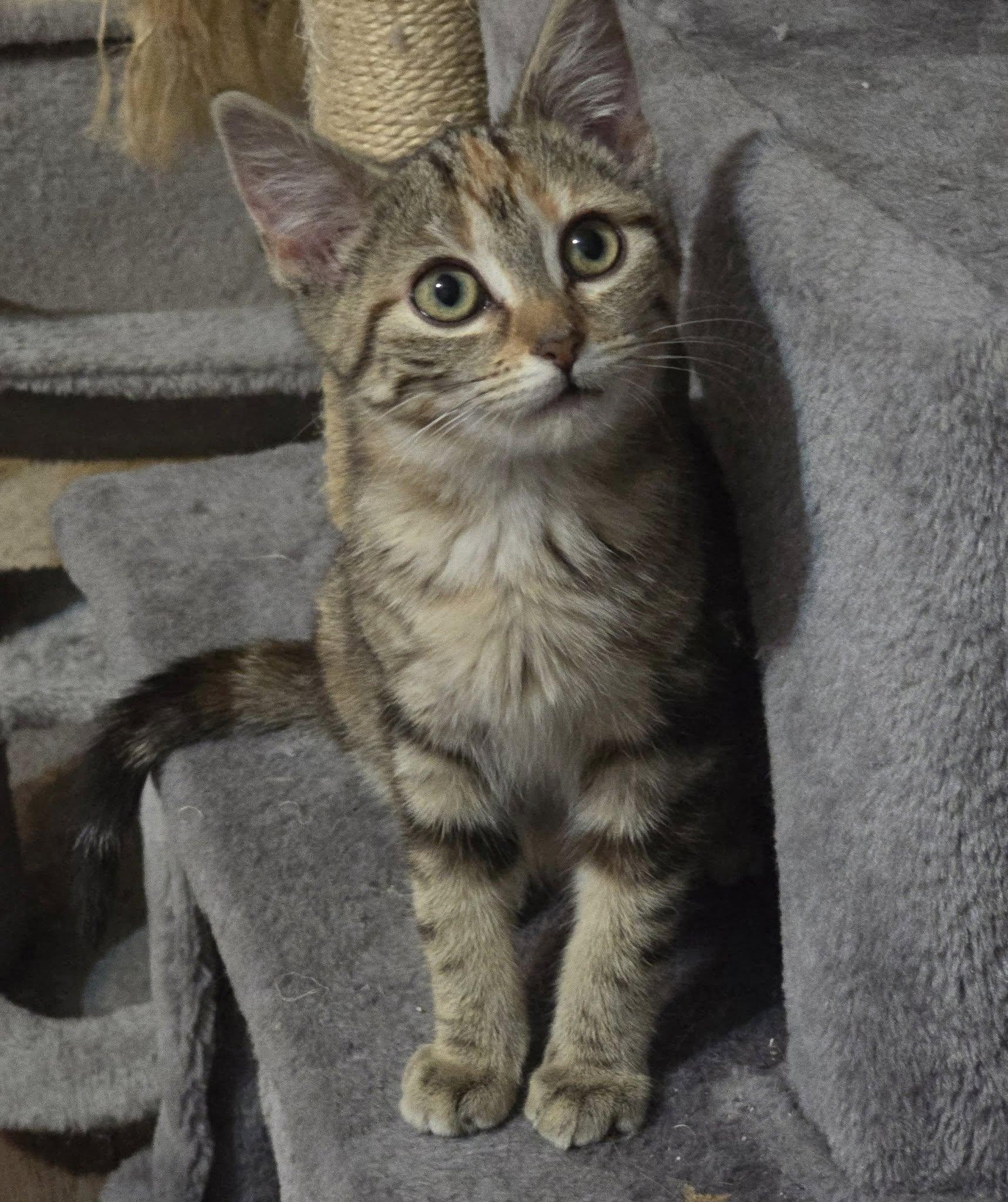 Enlarge CHARLIZE, an adopted Domestic Short Hair in Tillsonburg, ON image 1/6