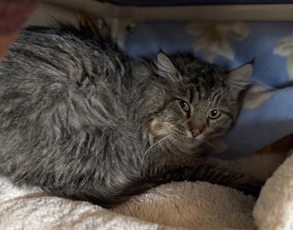 Jack, ADOPTABLE, Adult Male Domestic Long Hair.