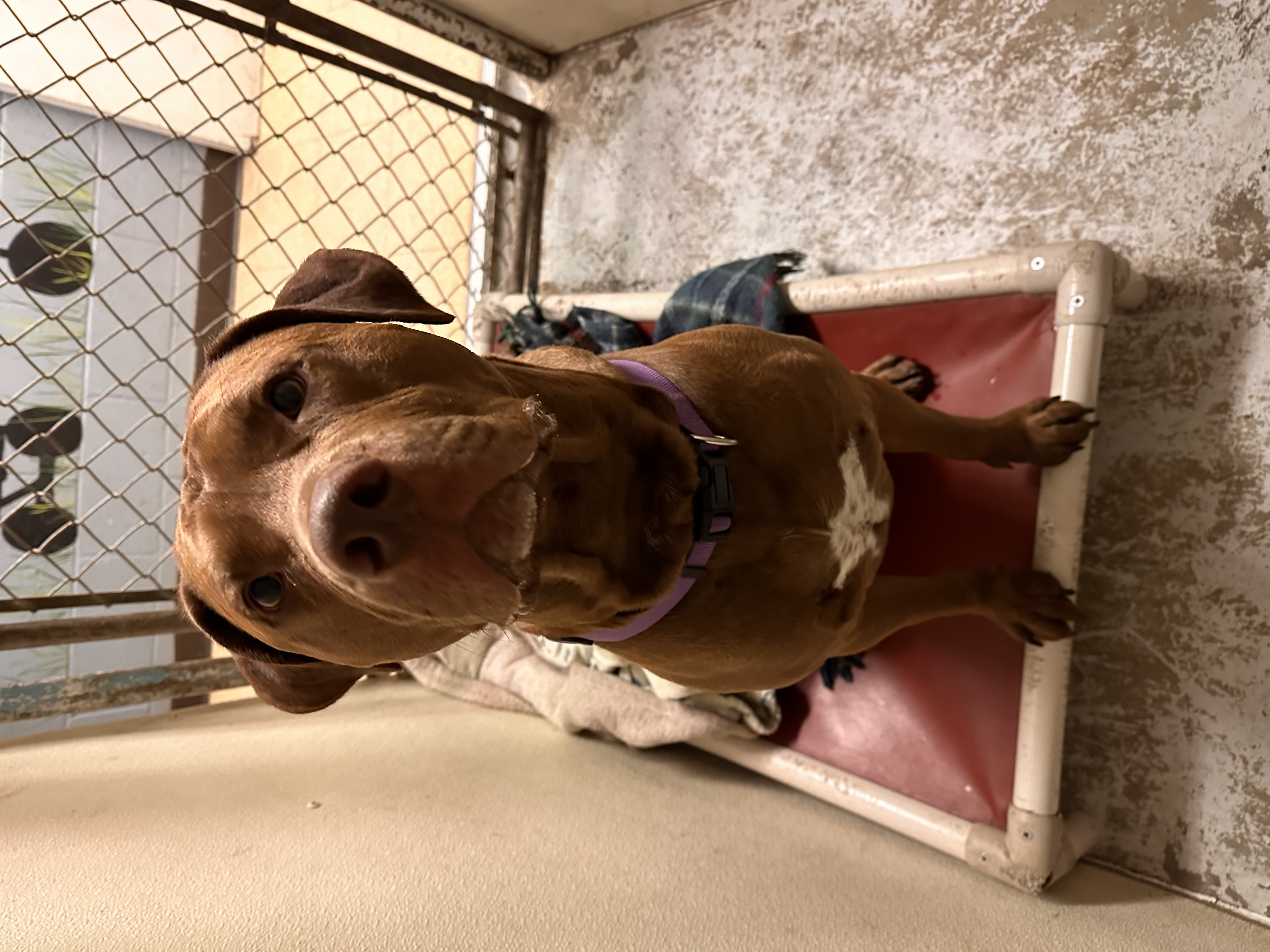 Enlarge Blaze, a Adopted mixed breed in Munising, MI image 5/6