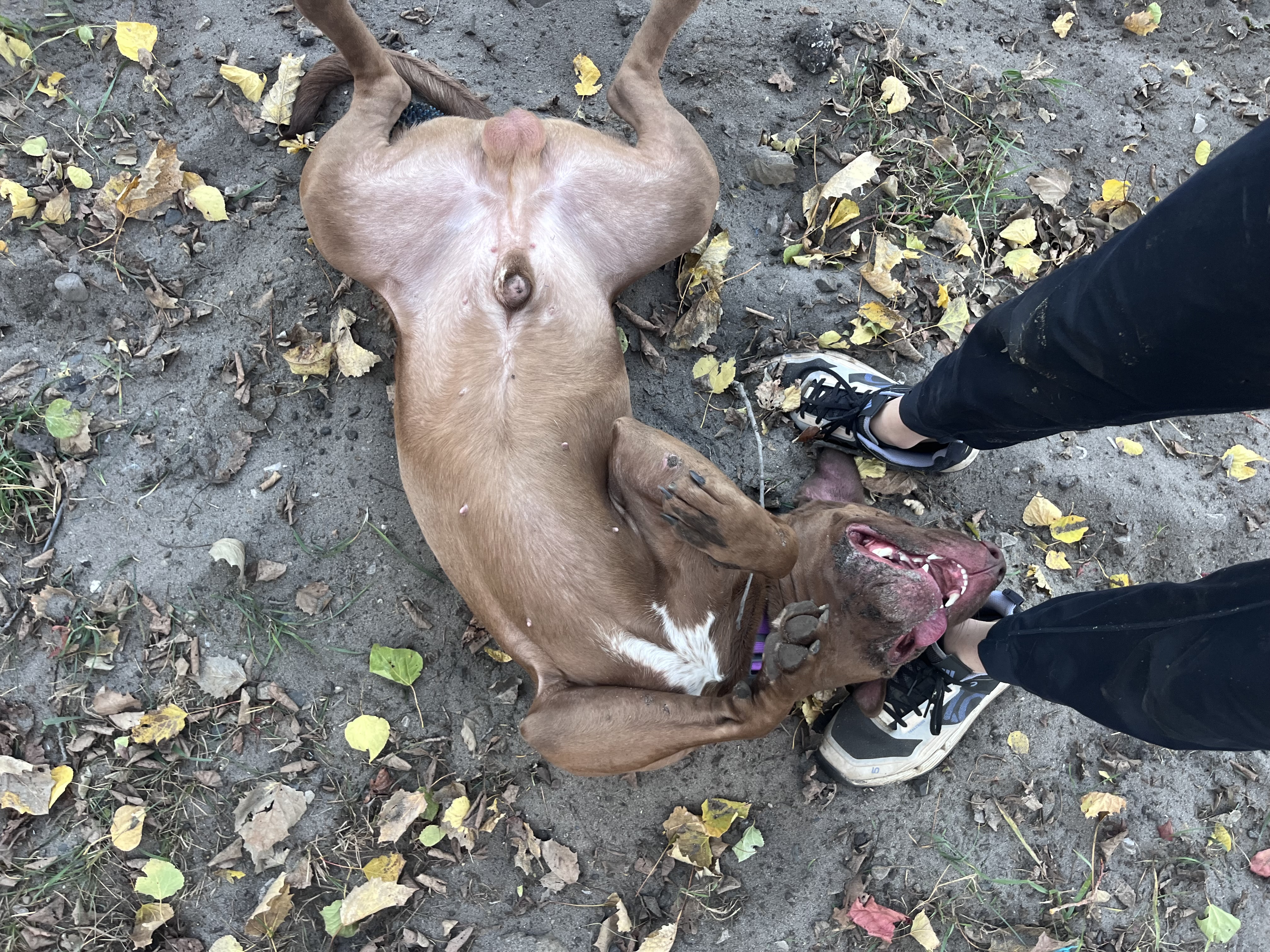 Enlarge Blaze, a Adopted mixed breed in Munising, MI image 6/6