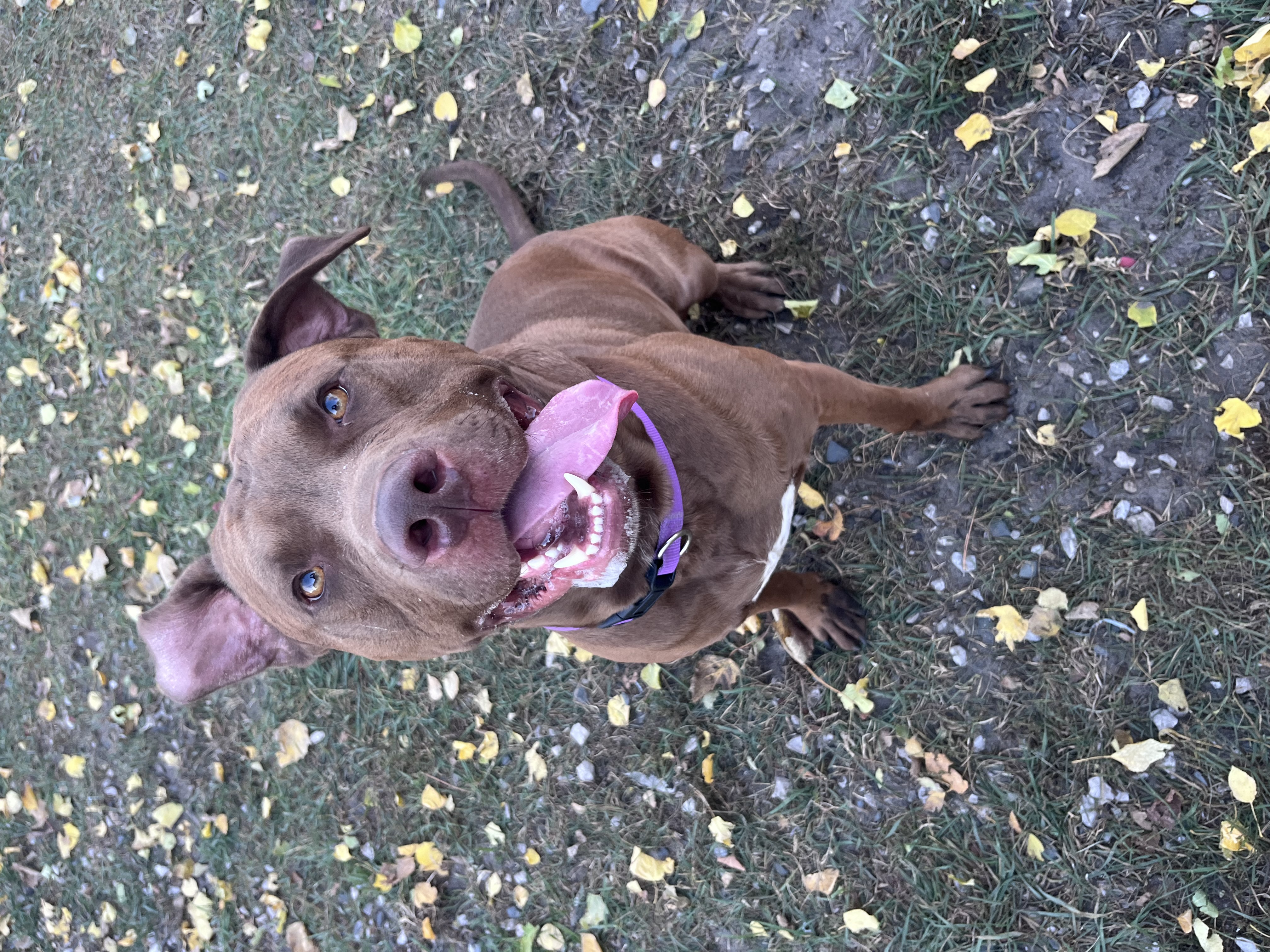 Enlarge Blaze, a Adopted mixed breed in Munising, MI image 2/6