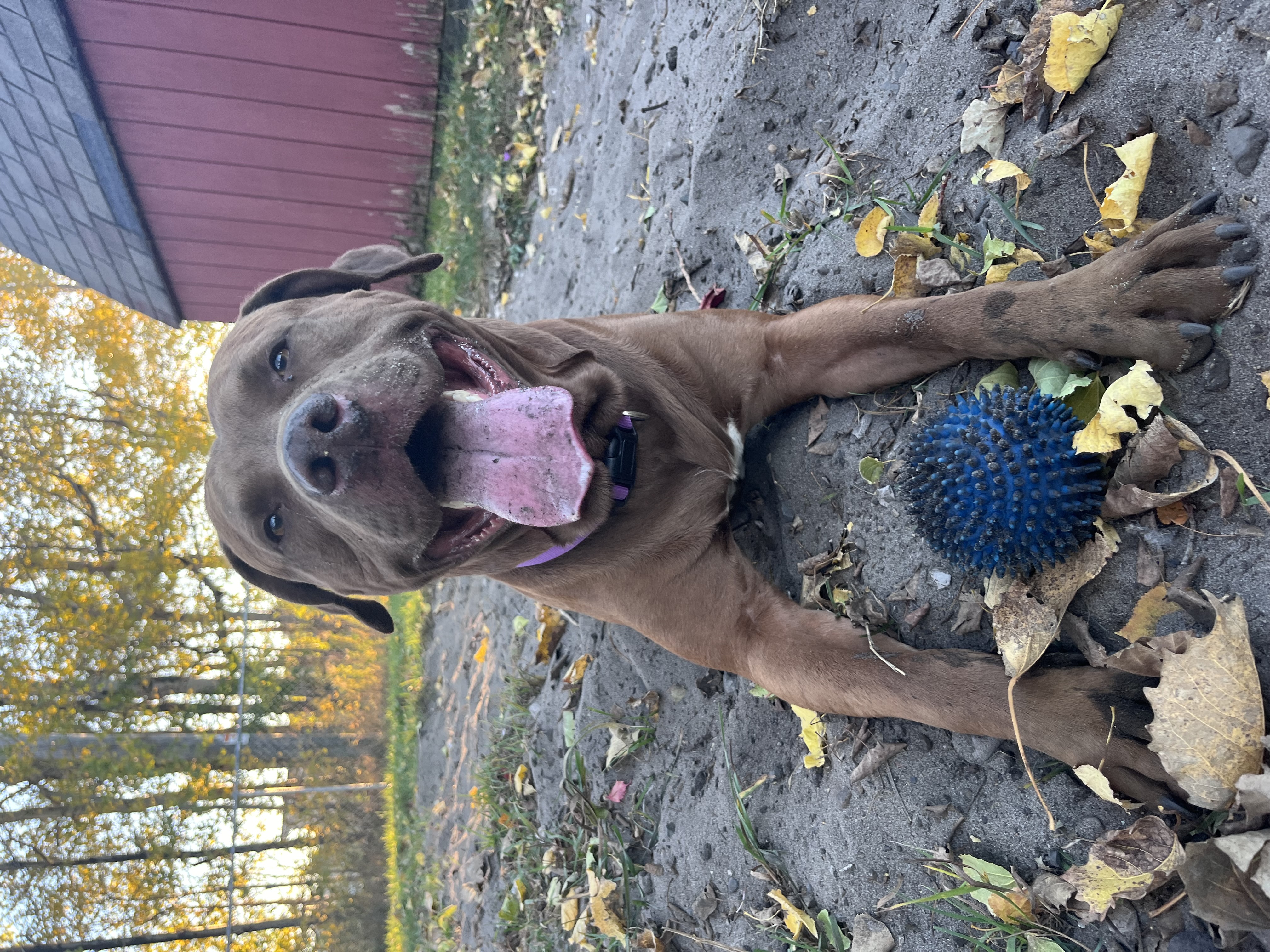 Enlarge Blaze, a Adopted mixed breed in Munising, MI image 1/6