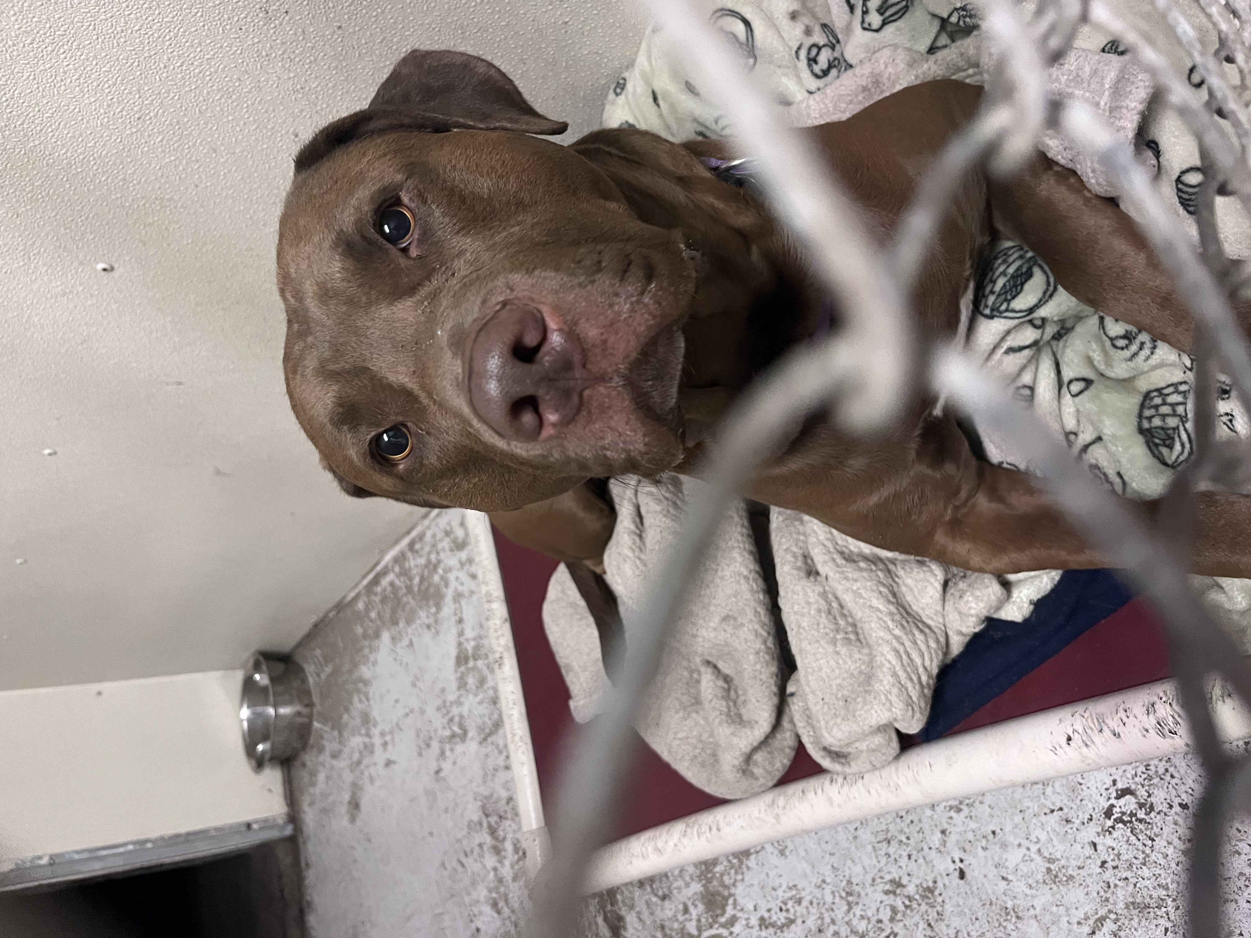 Enlarge Blaze, a Adopted mixed breed in Munising, MI image 3/6