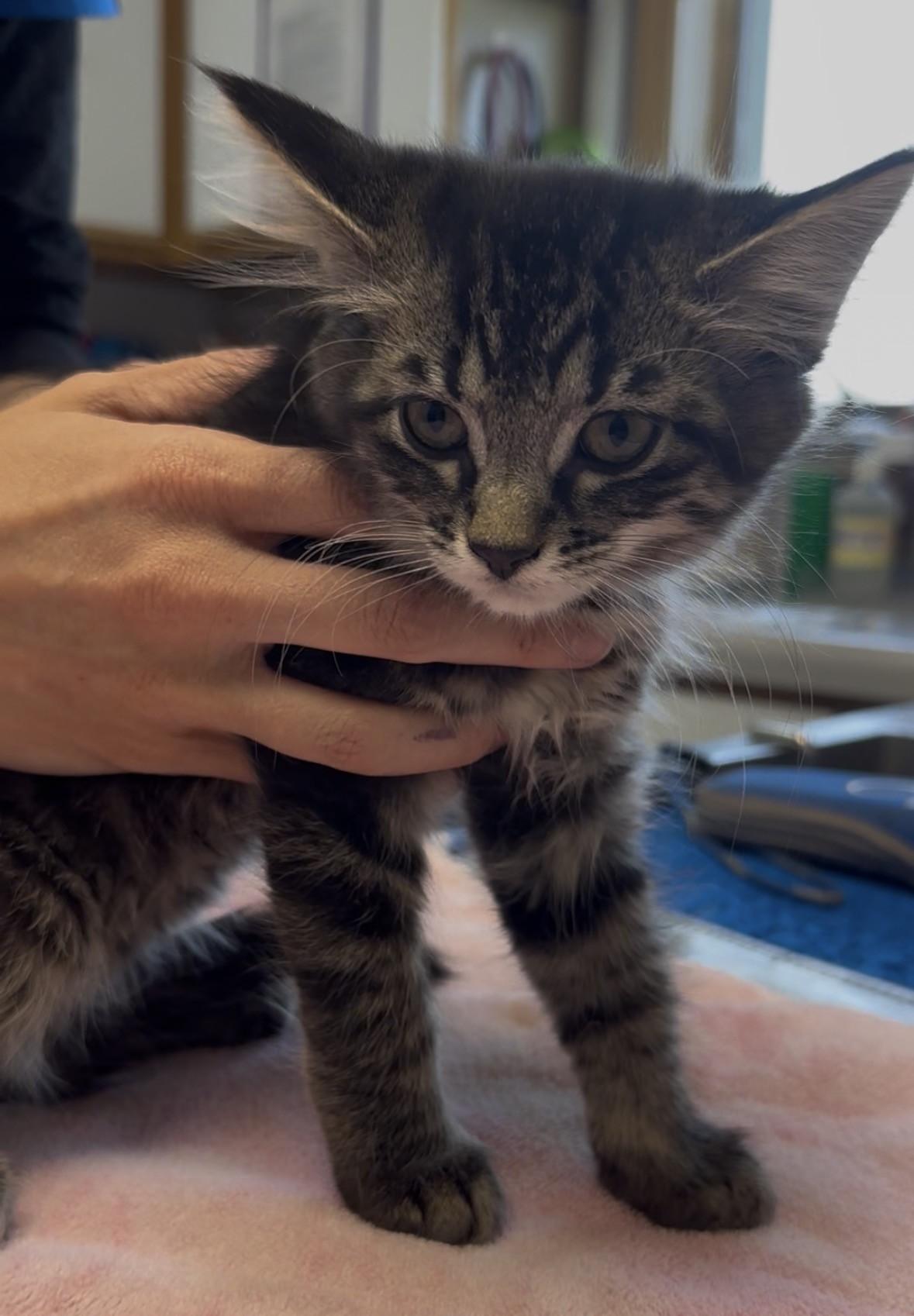 Enlarge Delilah, a ADOPTABLE Domestic Short Hair in Glenwood, MN image 1/1