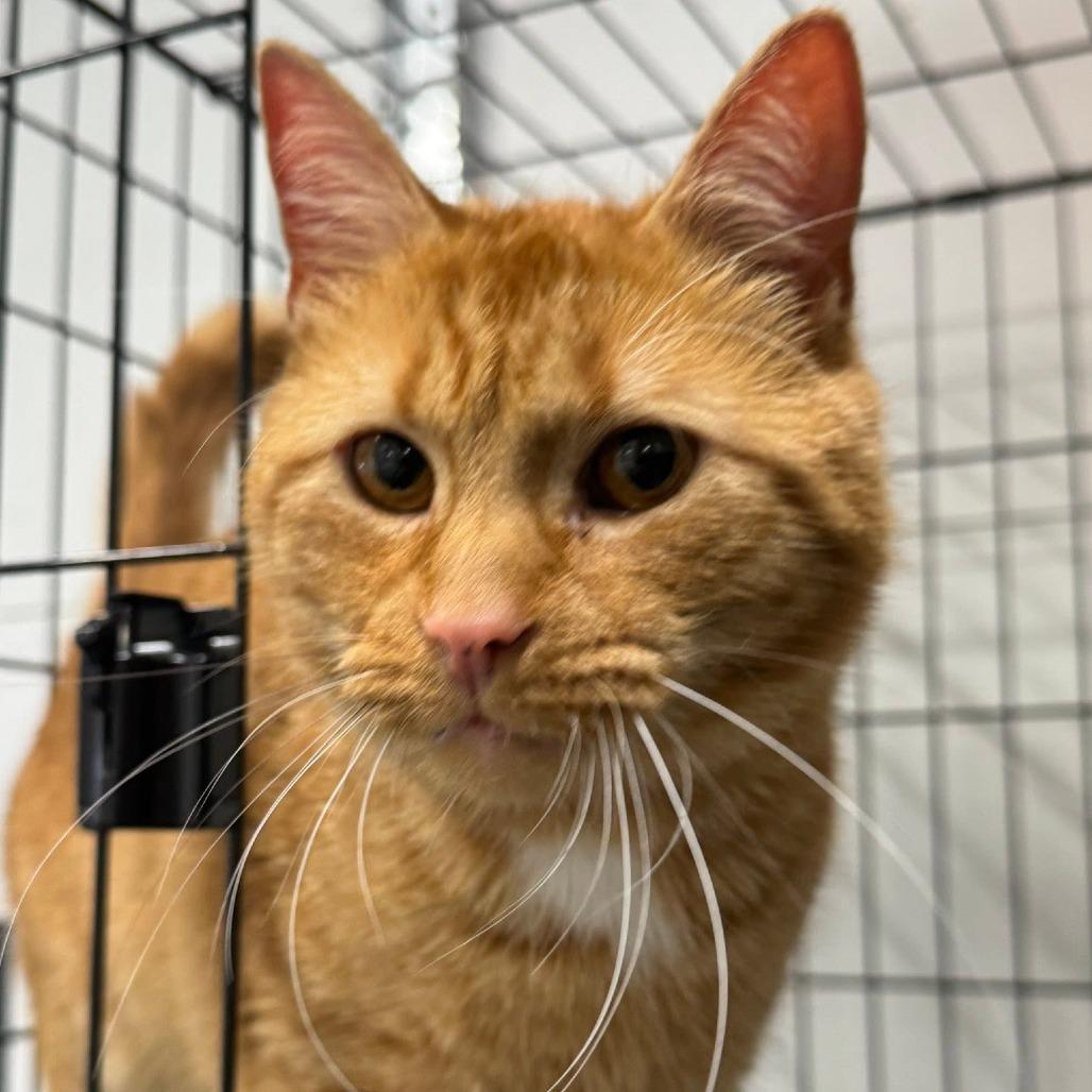Enlarge Rufus ARC2026-239, a Adoptable Domestic Short Hair in Akron, NY image 1/5