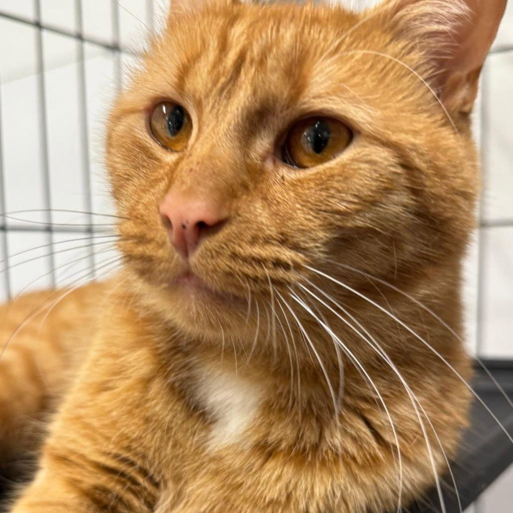 Enlarge Rufus ARC2026-239, a Adoptable Domestic Short Hair in Akron, NY image 2/5