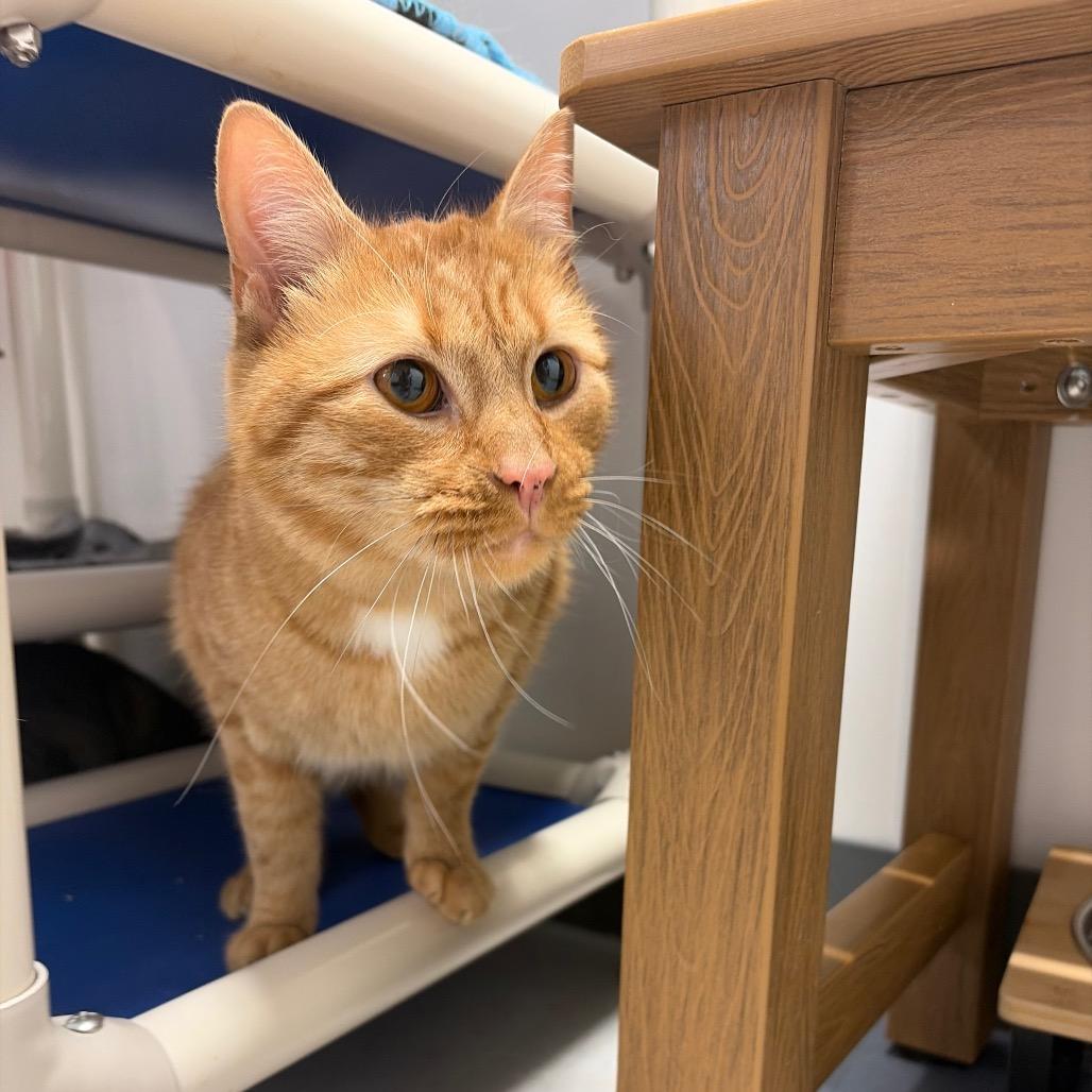 Enlarge Rufus ARC2026-239, a Adoptable Domestic Short Hair in Akron, NY image 3/5