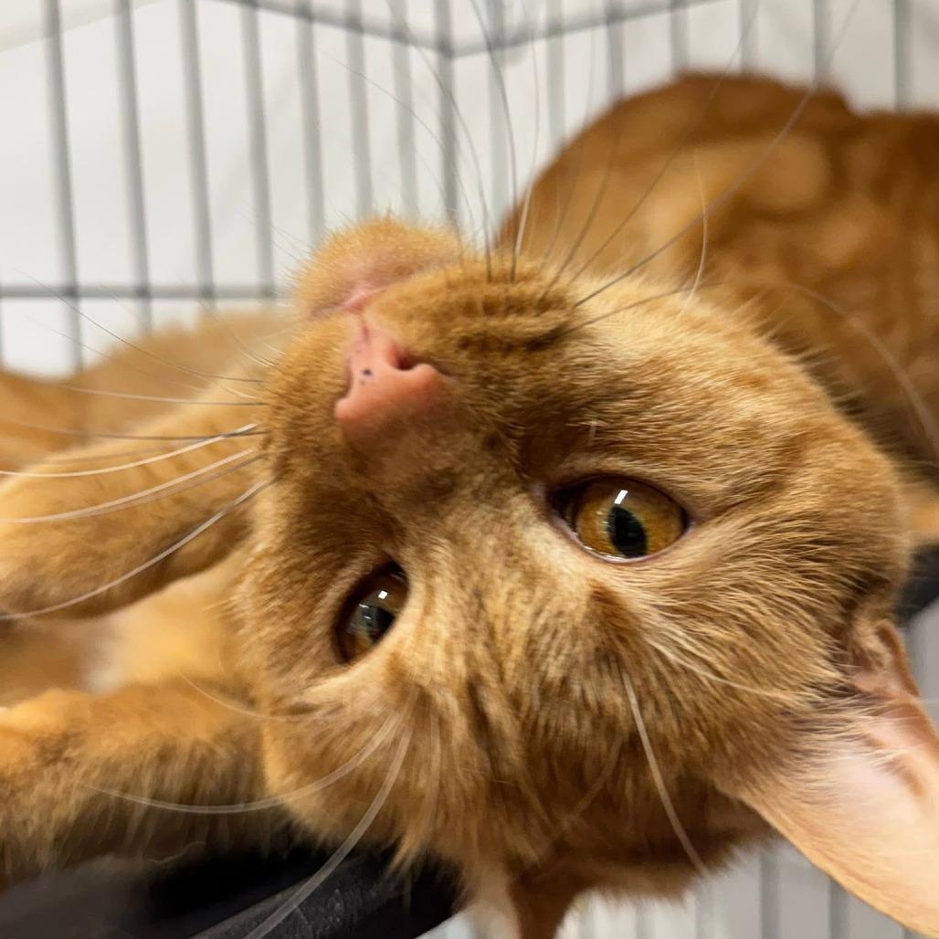Enlarge Rufus ARC2026-239, a Adoptable Domestic Short Hair in Akron, NY image 4/5
